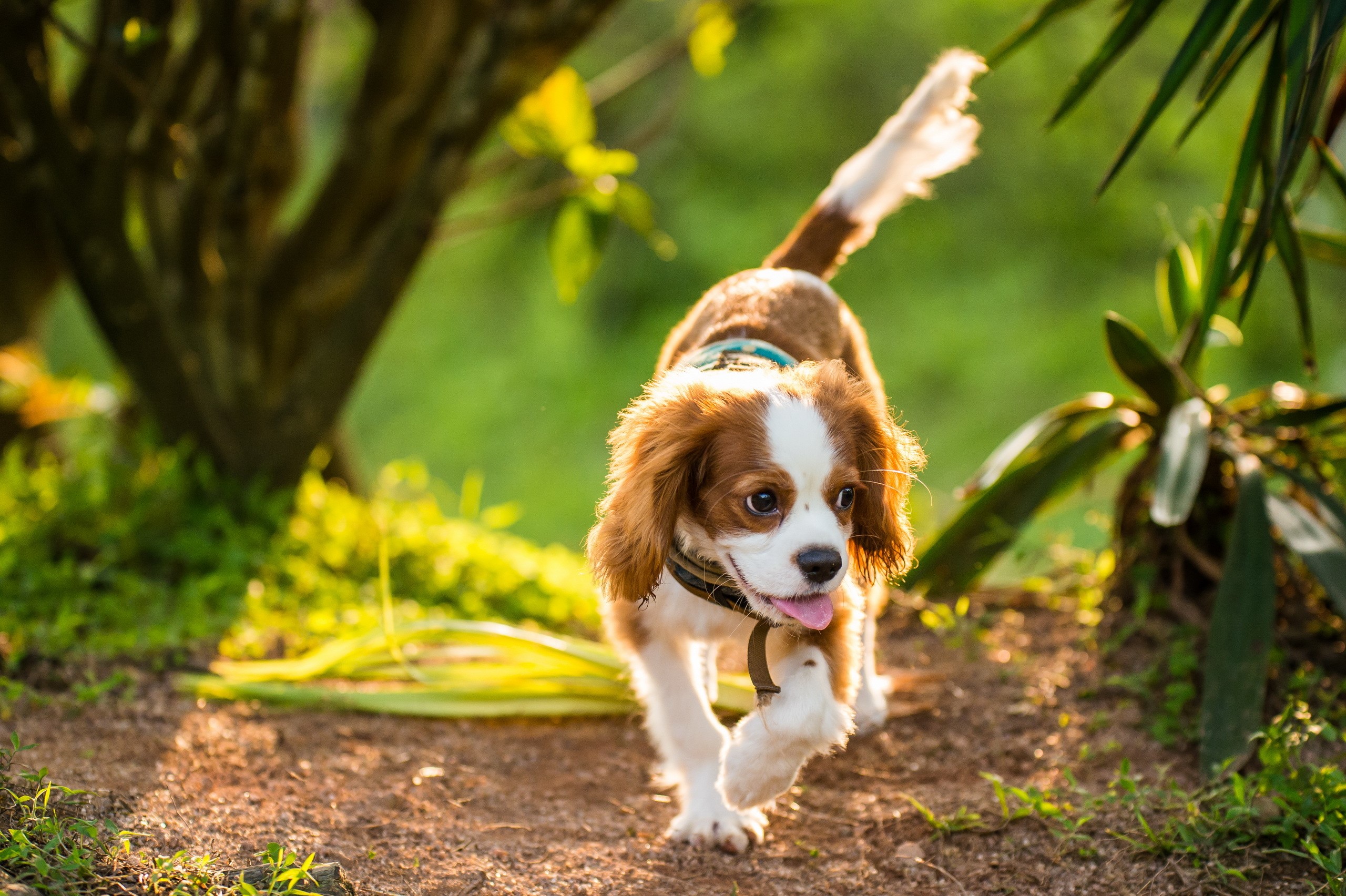 A Cavalier King Charles Spaniel dog walks on a path HD Wallpaper