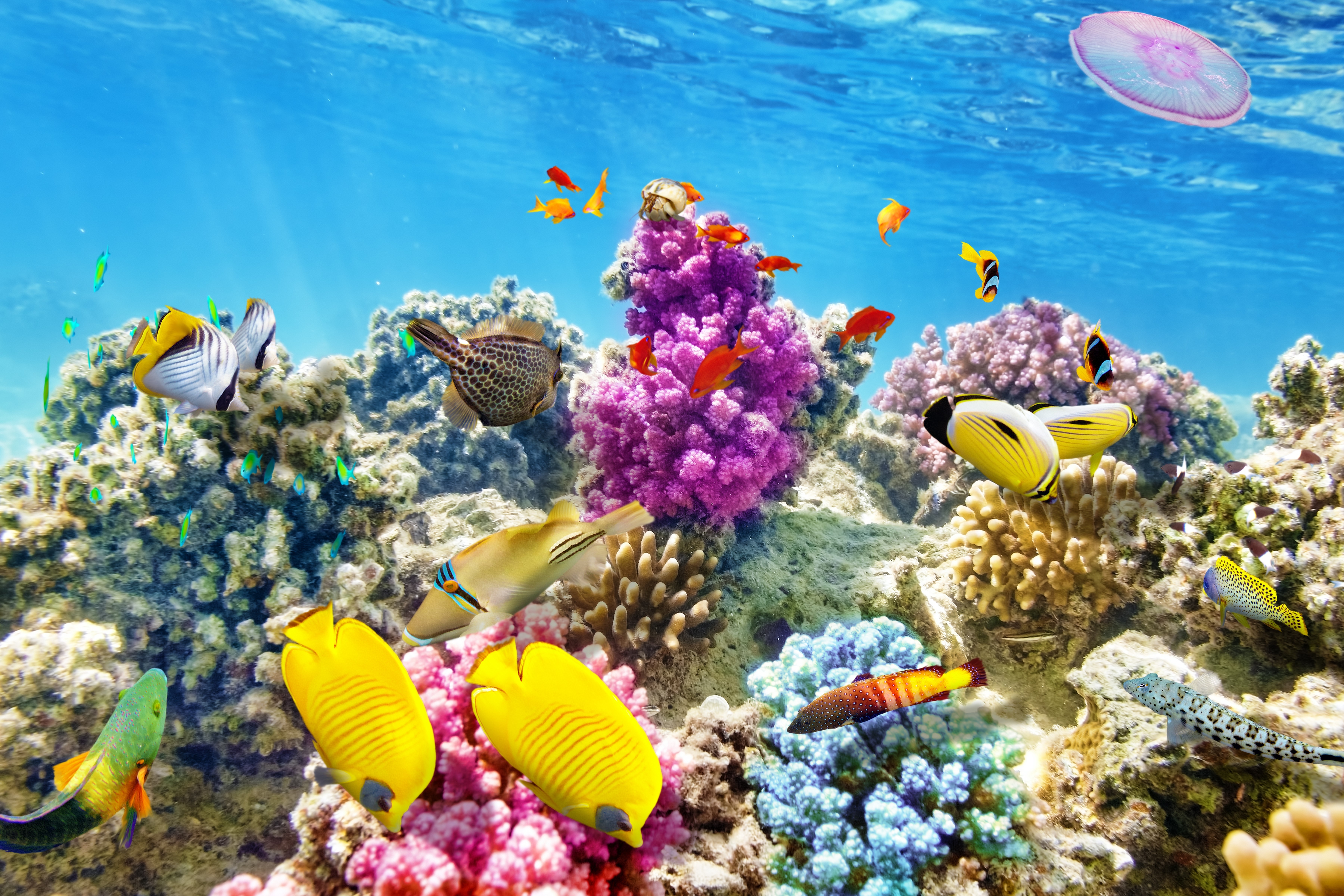 Underwater world with corals and fish HD Wallpaper