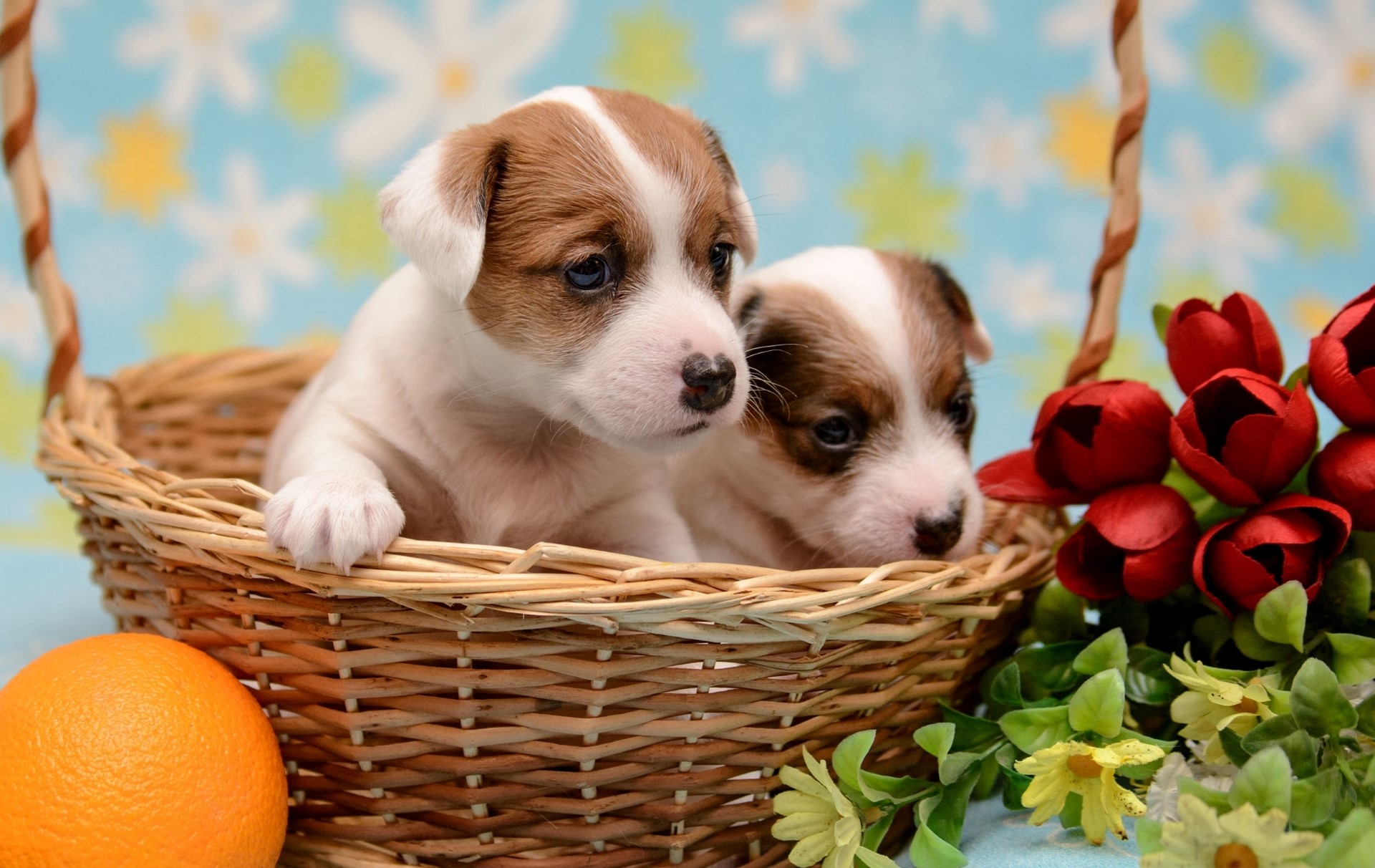 Two Jack Russell Terrier puppies in a basket HD Wallpaper