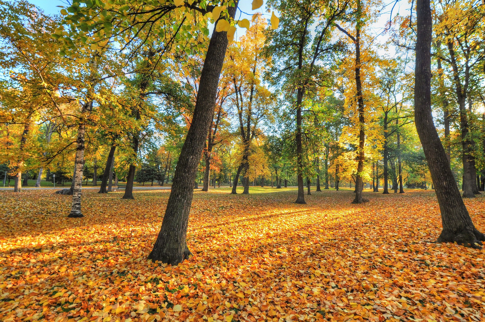 Autumn park with fallen leaves and trees HD Wallpaper