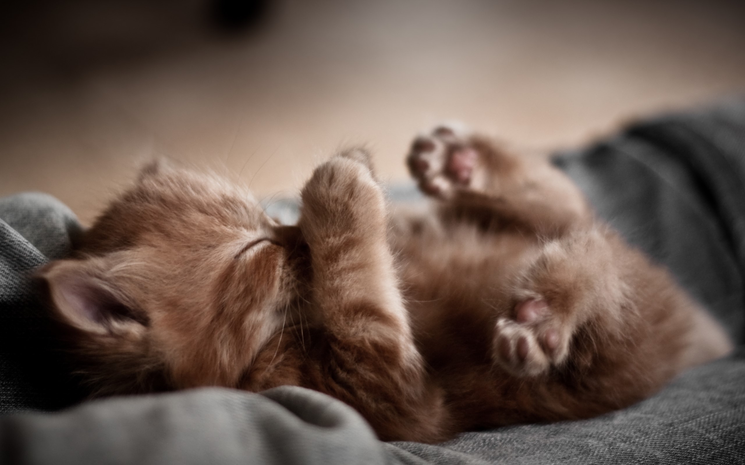 Ginger kitten sleeping on soft fabric HD Wallpaper