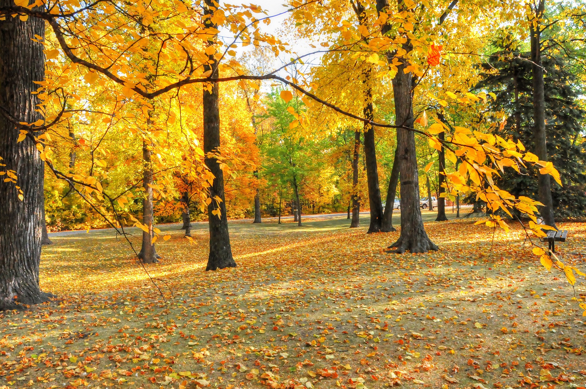 Autumn park with trees and fallen leaves HD Wallpaper