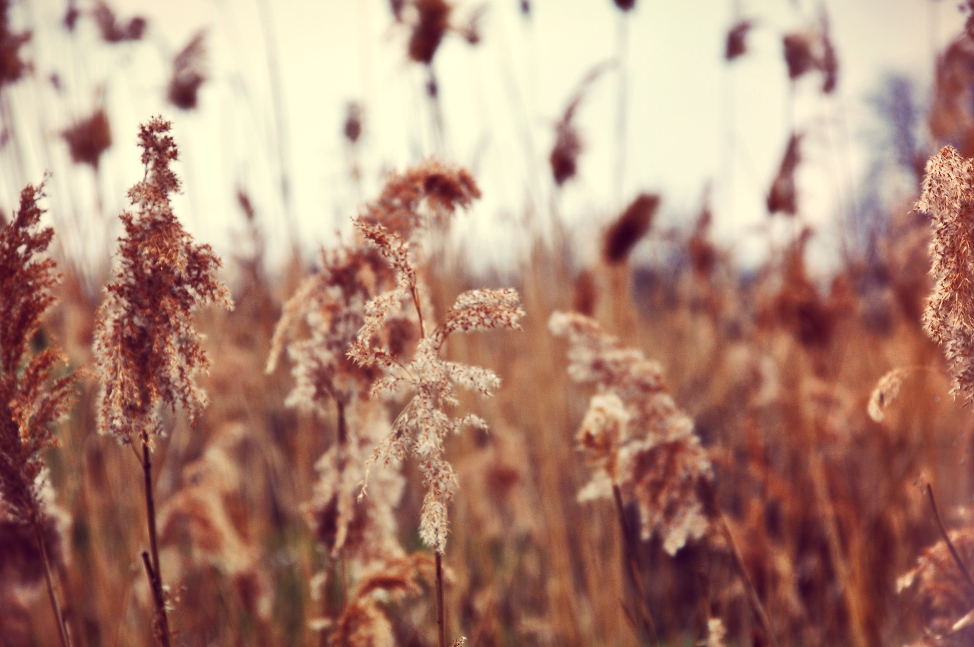 Close-up of dry reeds in a field HD Wallpaper