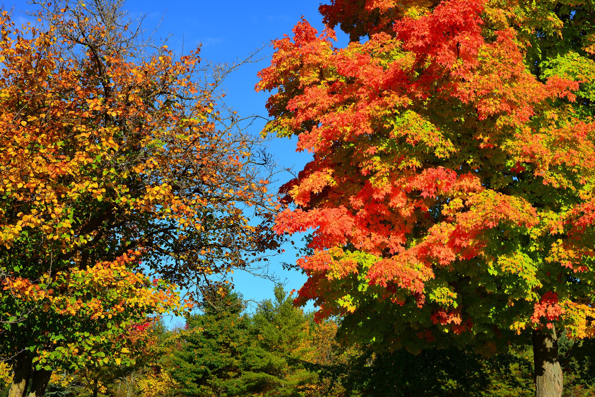 Autumn trees with colorful leaves against blue sky HD Wallpaper