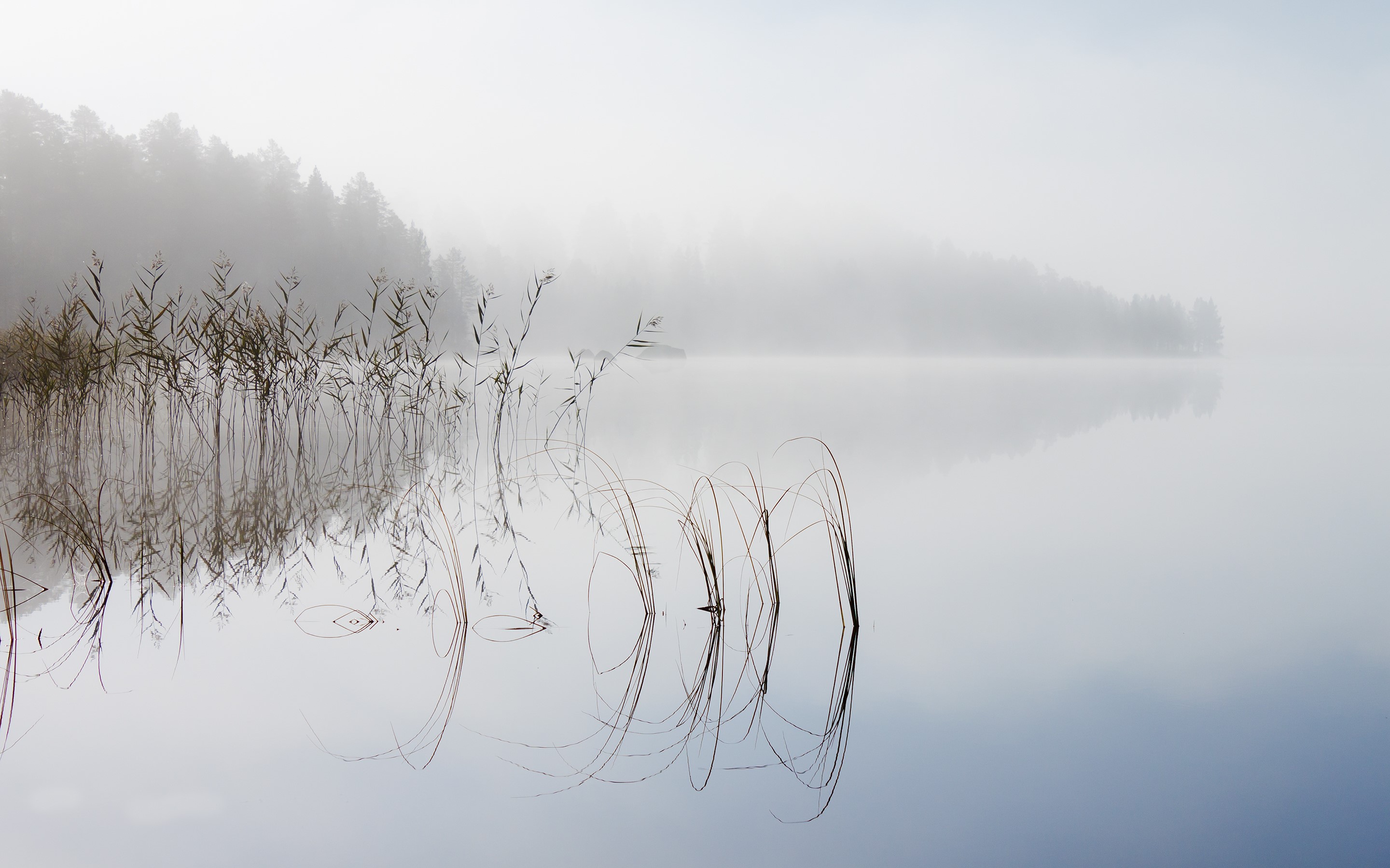Foggy lake with reeds and forest reflection HD Wallpaper