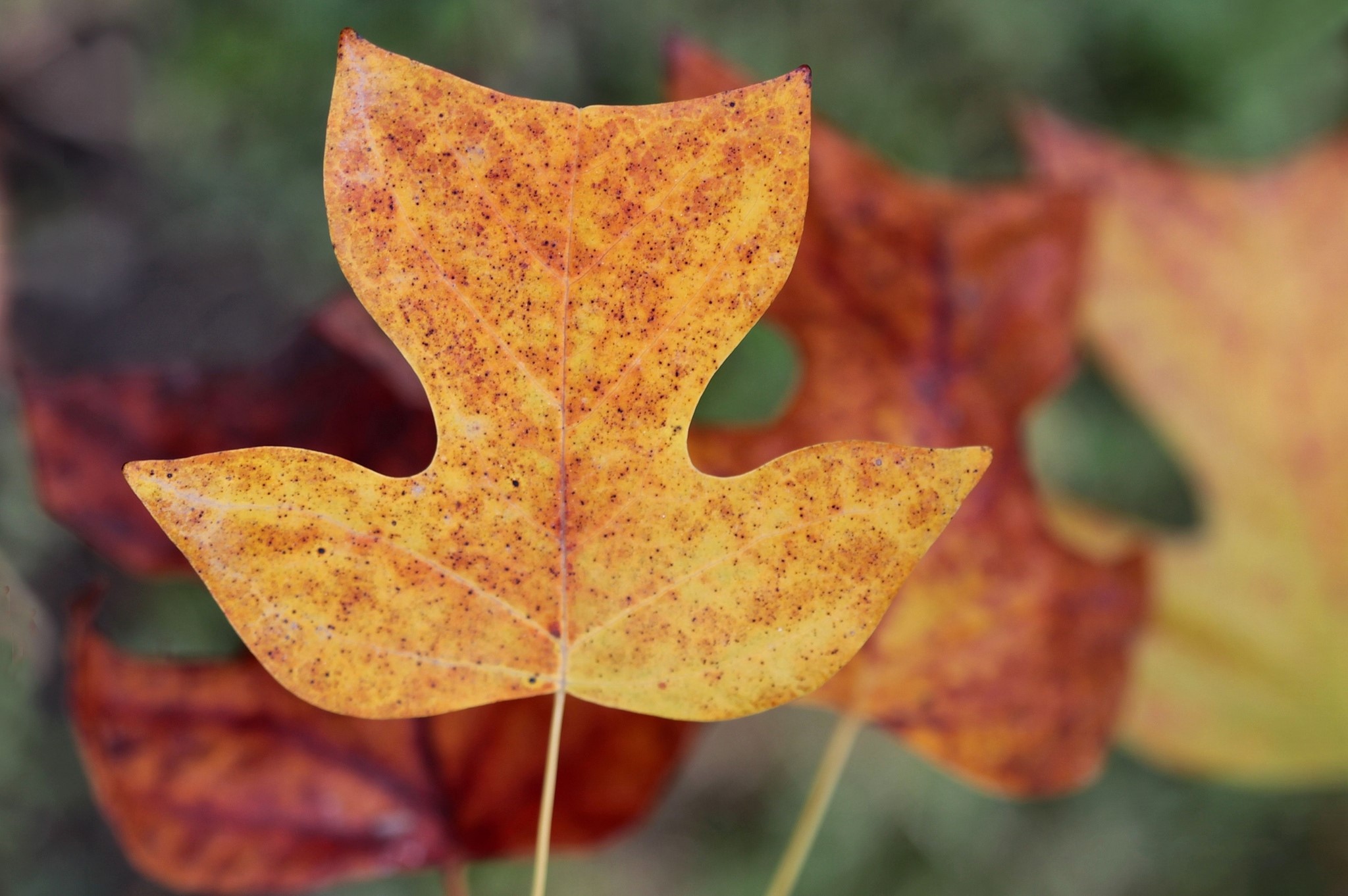 Autumn Liriodendron leaf closeup HD Wallpaper