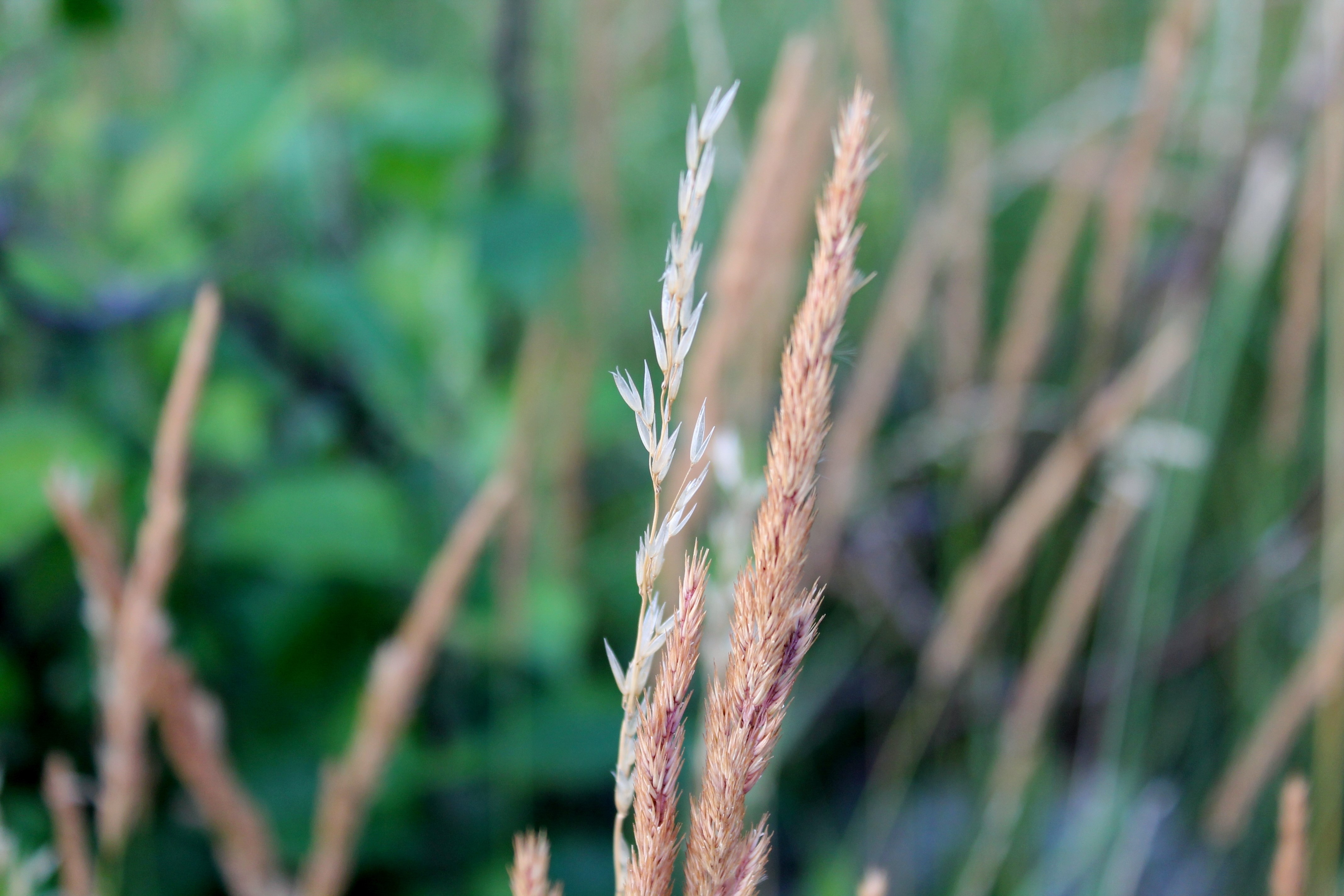 Closeup of dry grass stalks HD Wallpaper