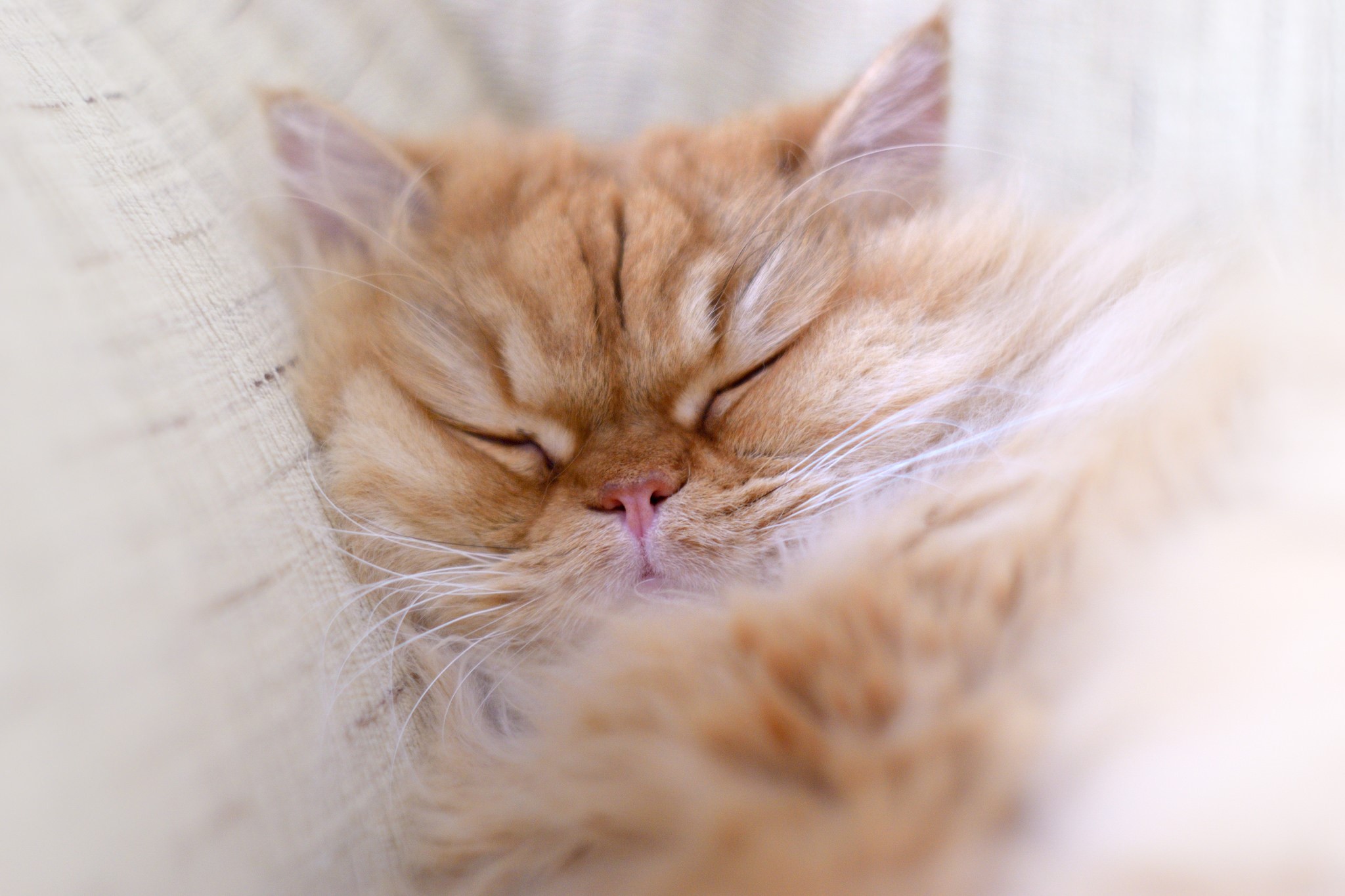 A fluffy ginger cat sleeping peacefully HD Wallpaper