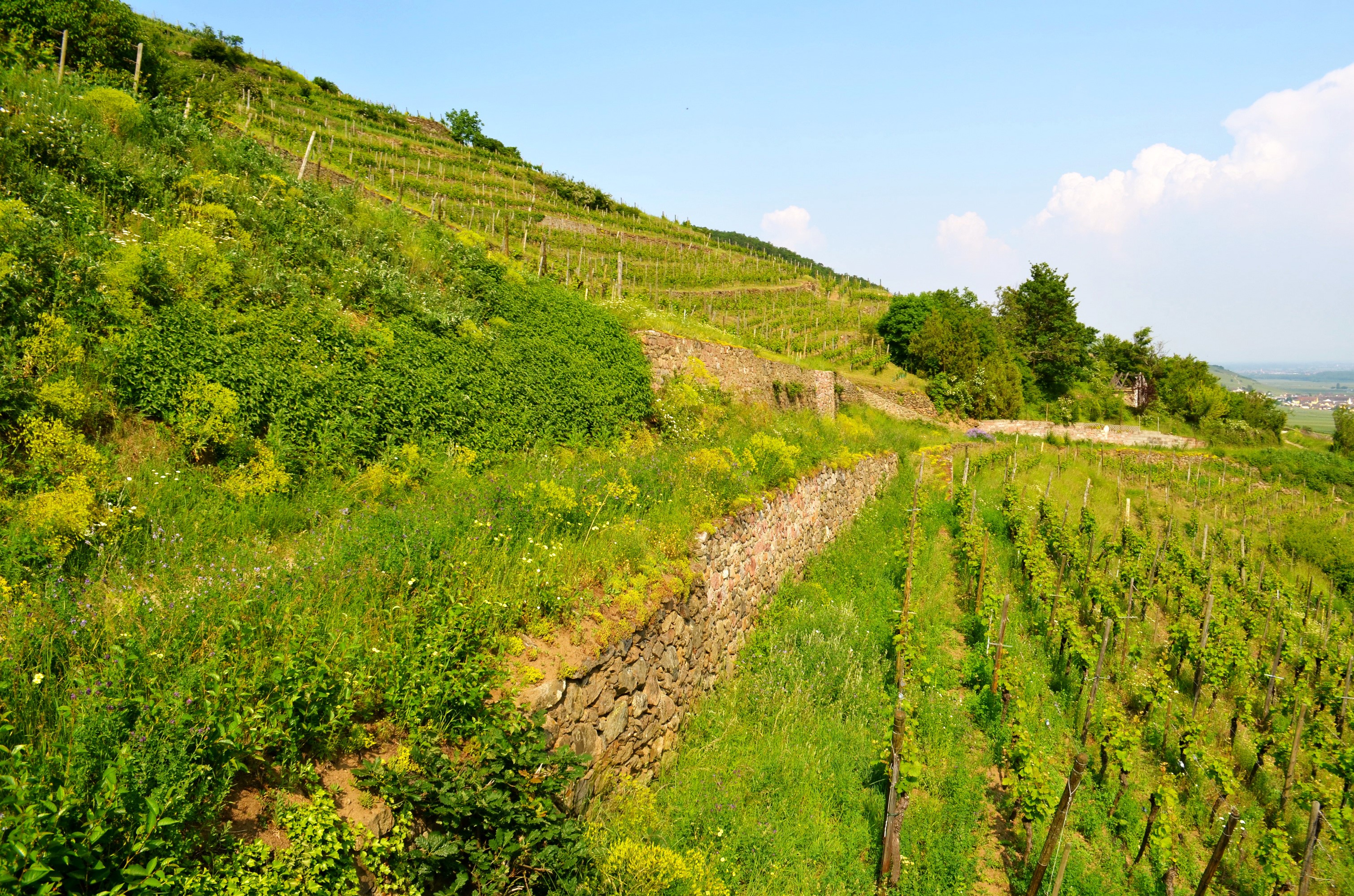 Vineyards on a Terraced Hillside in Alsace, France HD Wallpaper