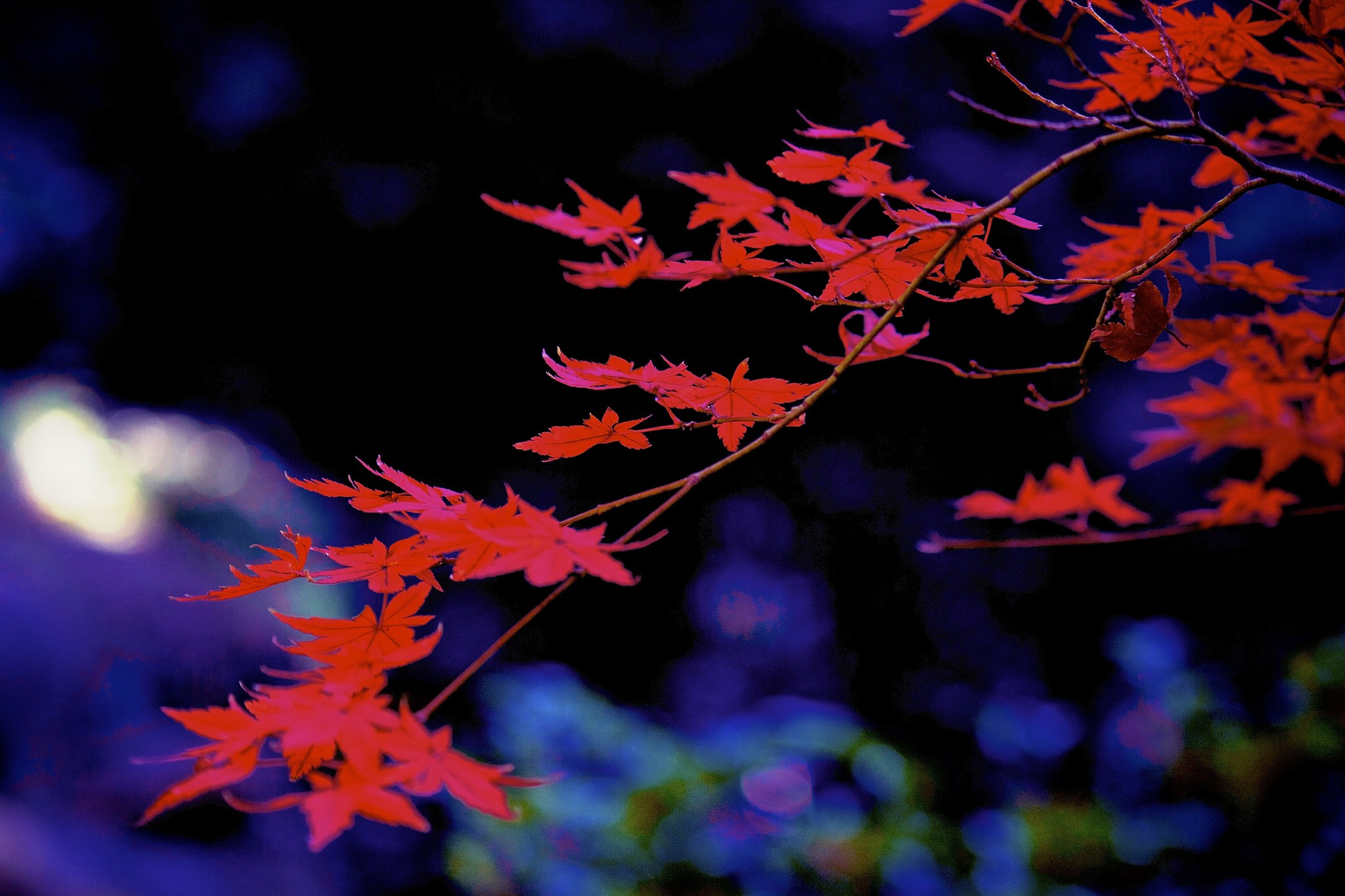 Red Maple Leaves on Branches HD Wallpaper