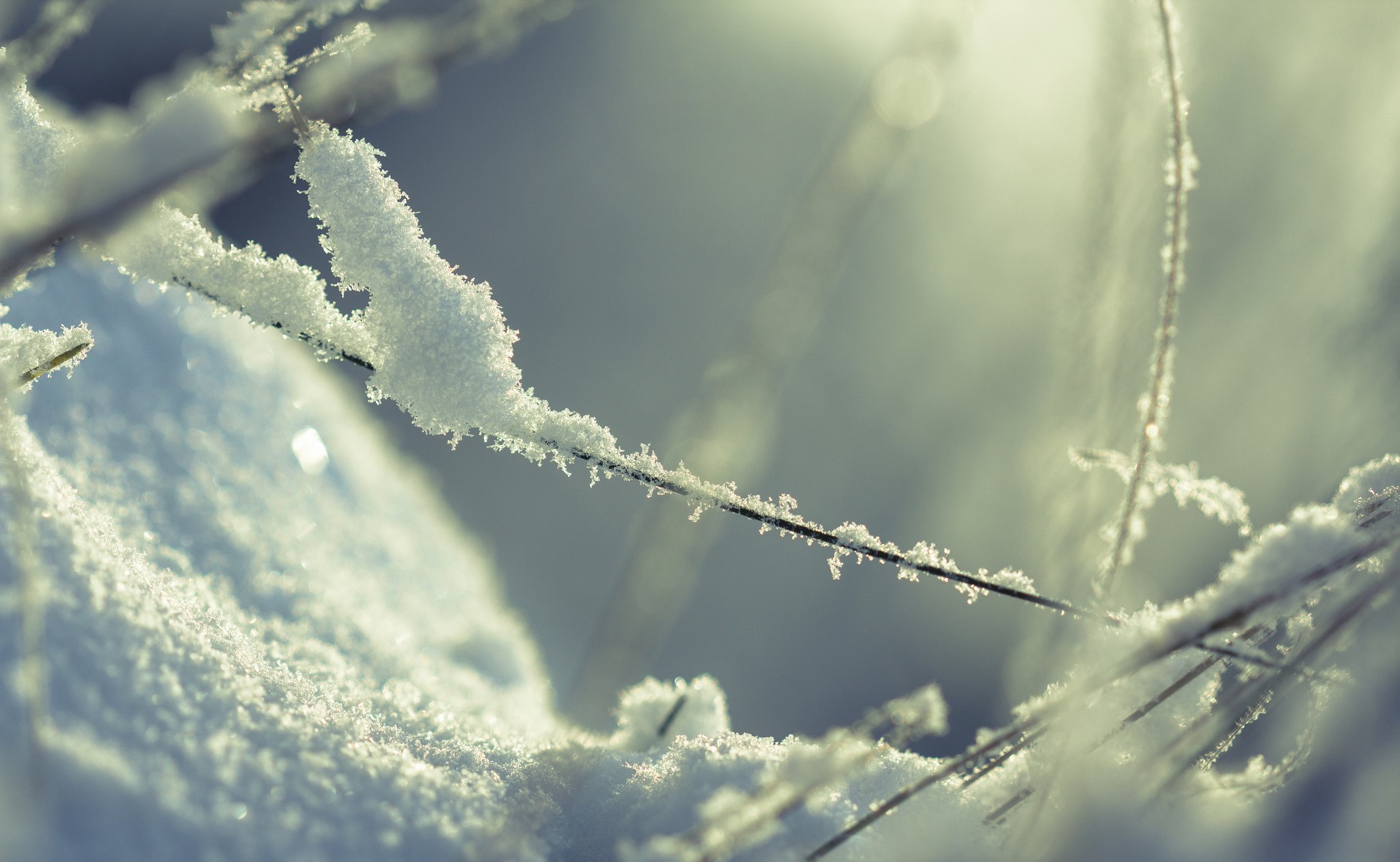 Winter snow covered branches in sunlight HD Wallpaper