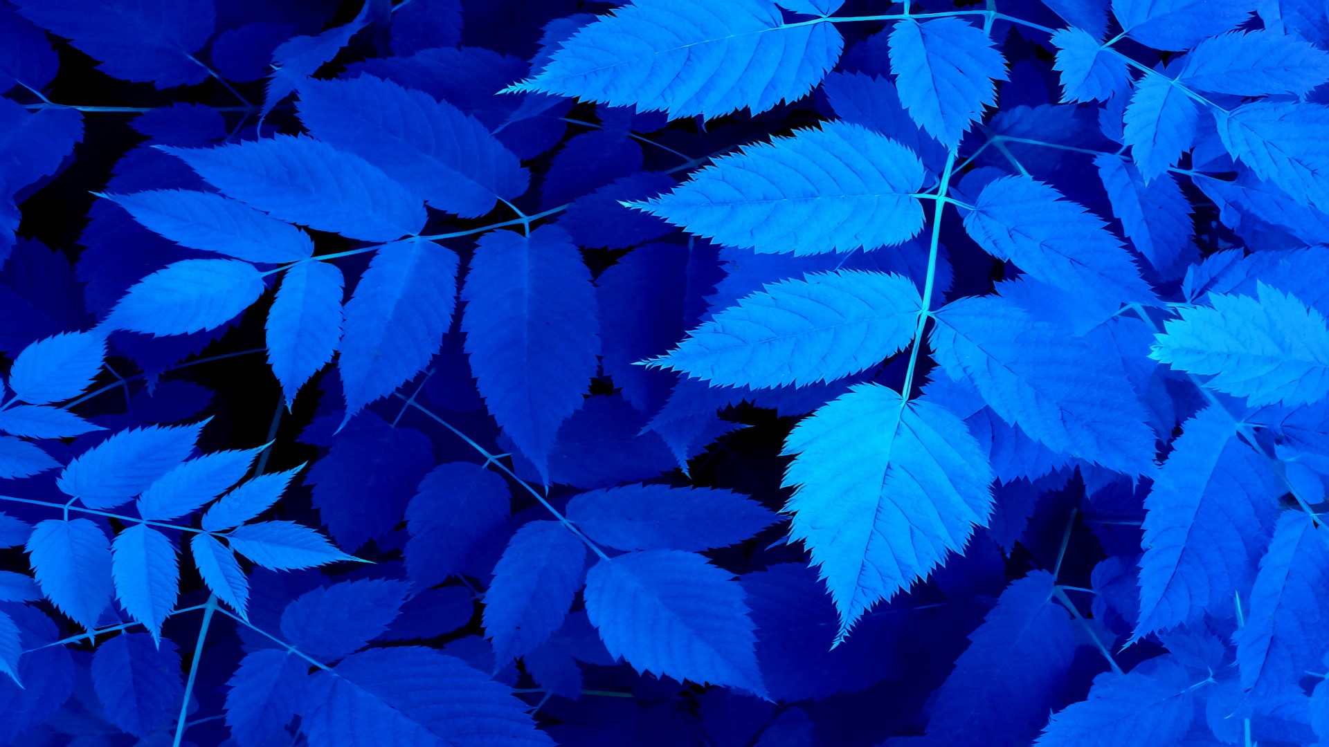 Blue foliage and branches HD Wallpaper
