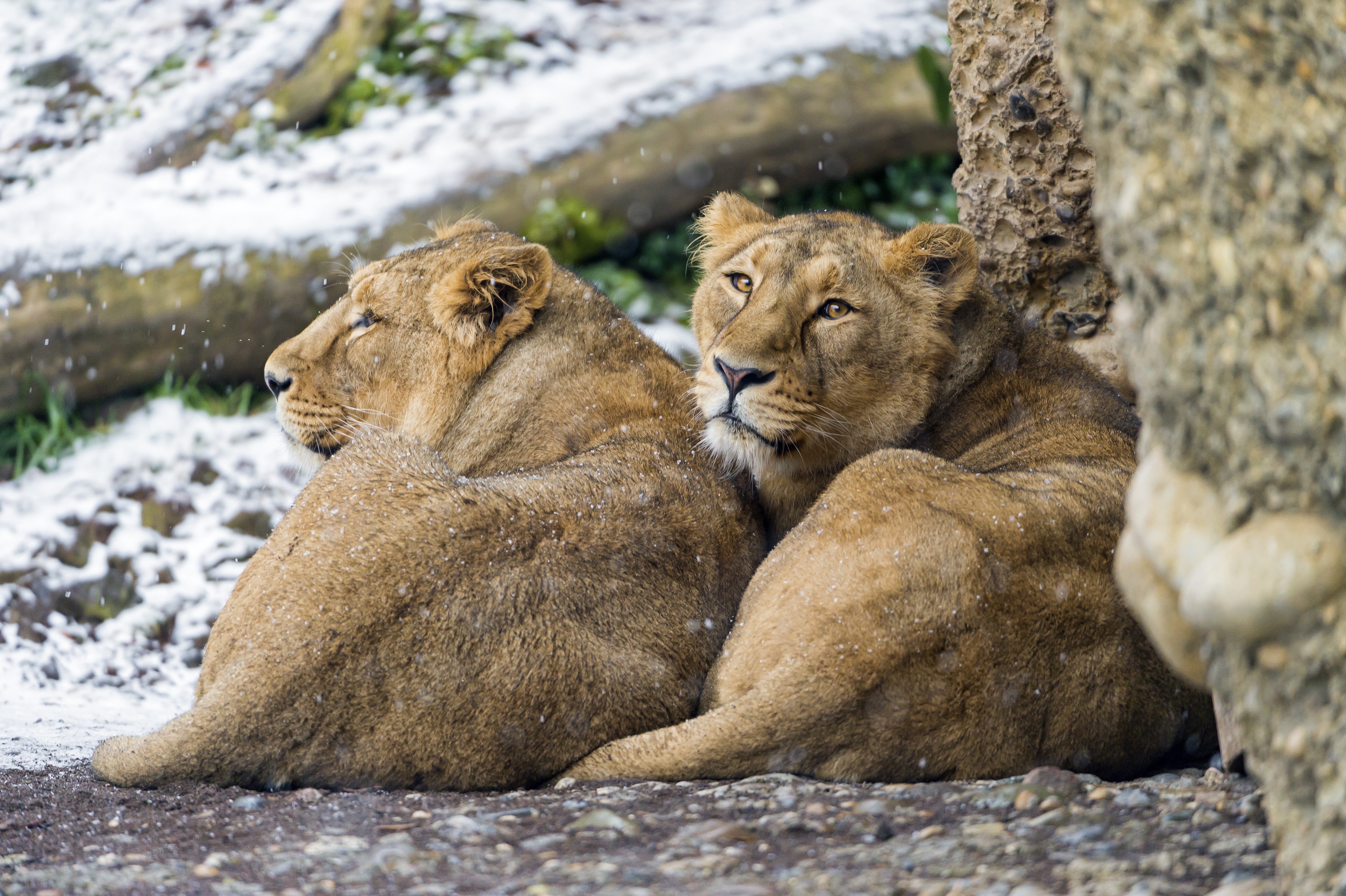 Two lions in the snow HD Wallpaper