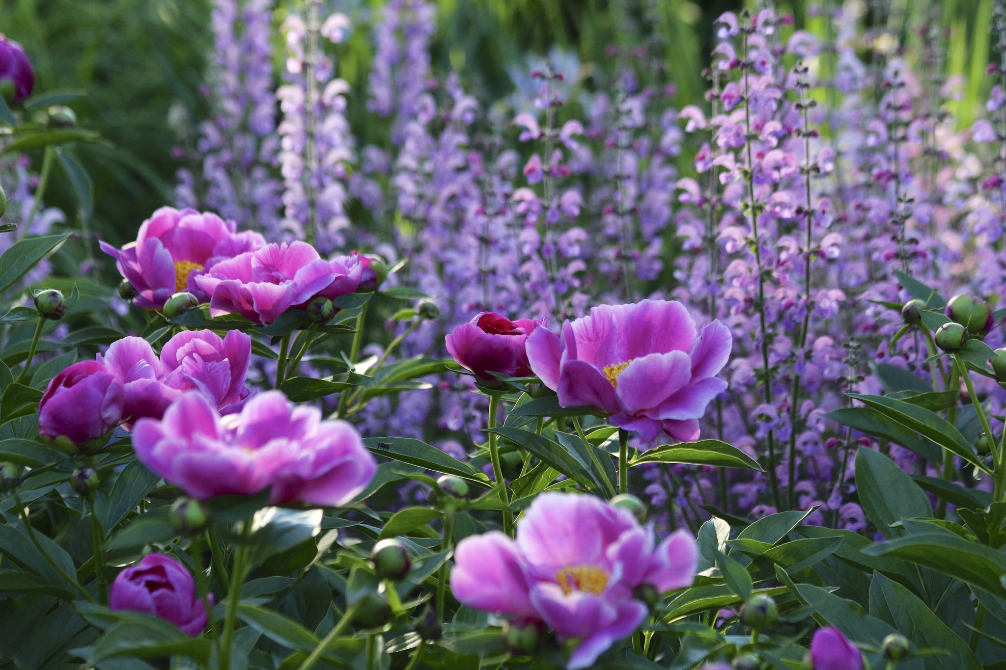 Pink Peonies and Purple Salvia Flowers in a Garden HD Wallpaper