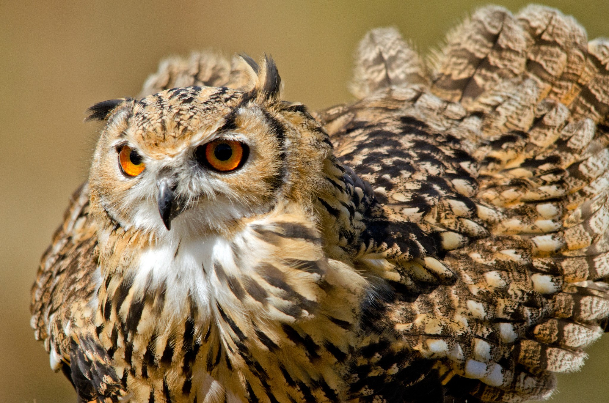 Eurasian Eagle-Owl with bright orange eyes HD Wallpaper