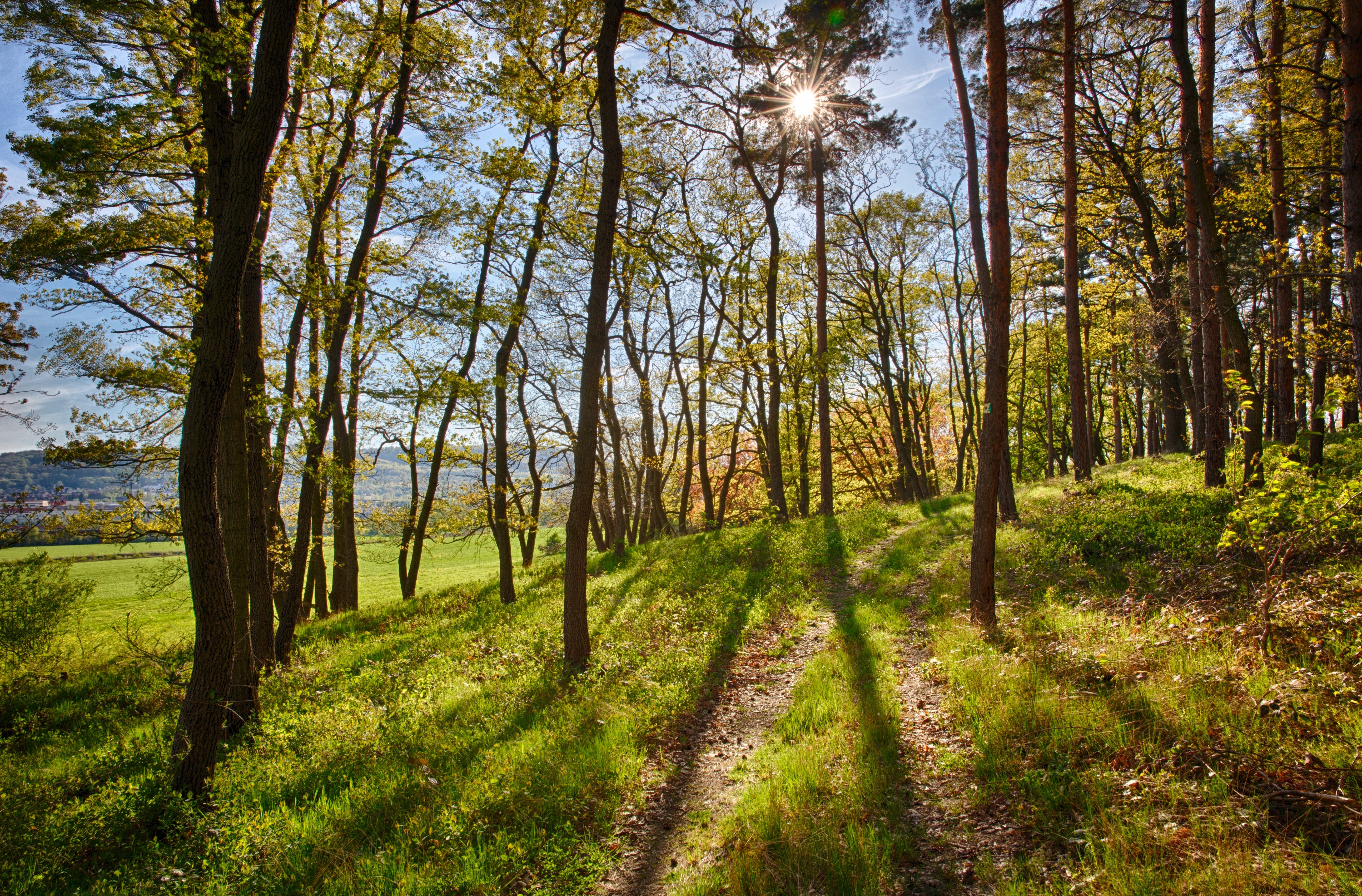 Forest path with sunbeams and green field HD Wallpaper