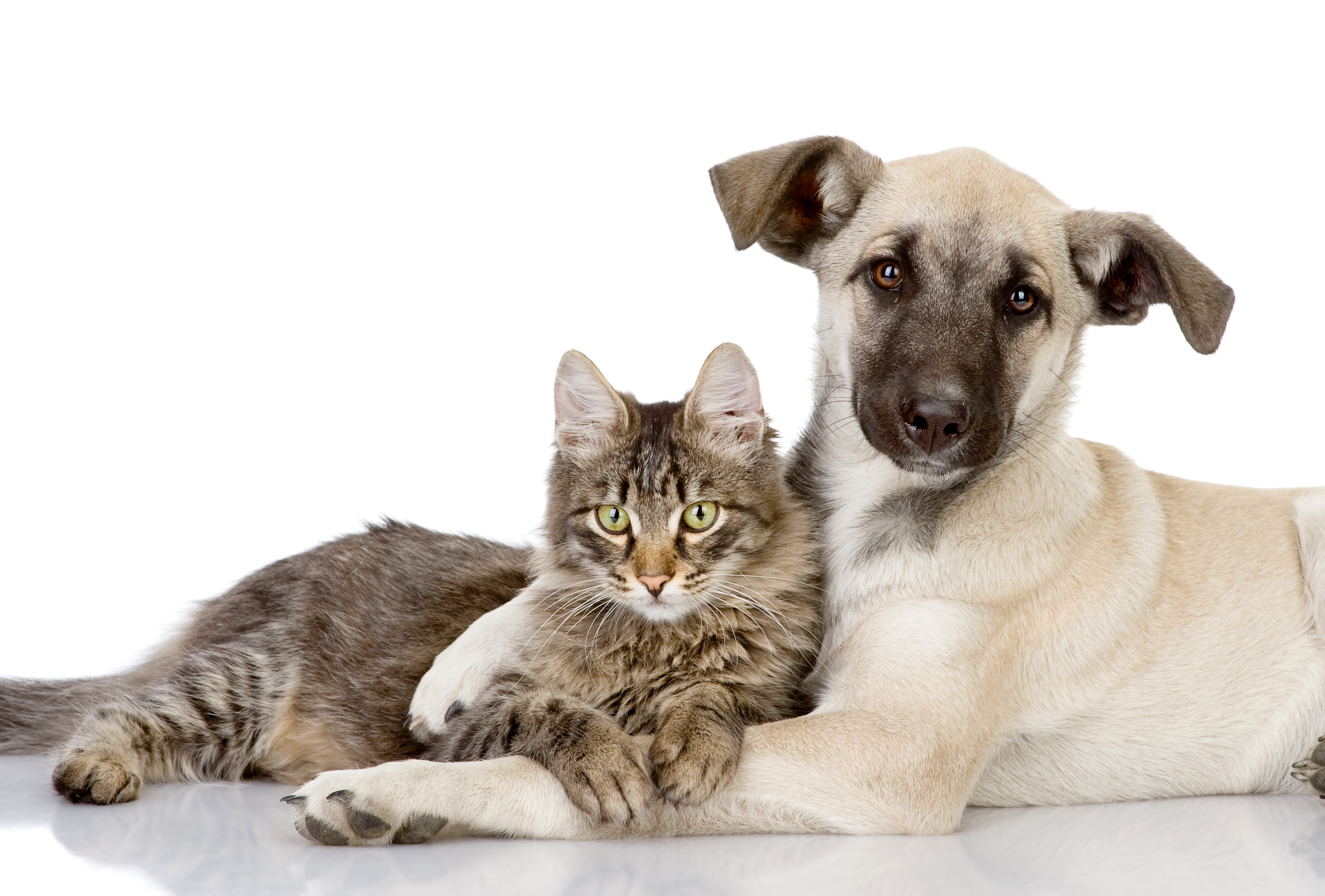 Dog and Cat Together HD Wallpaper