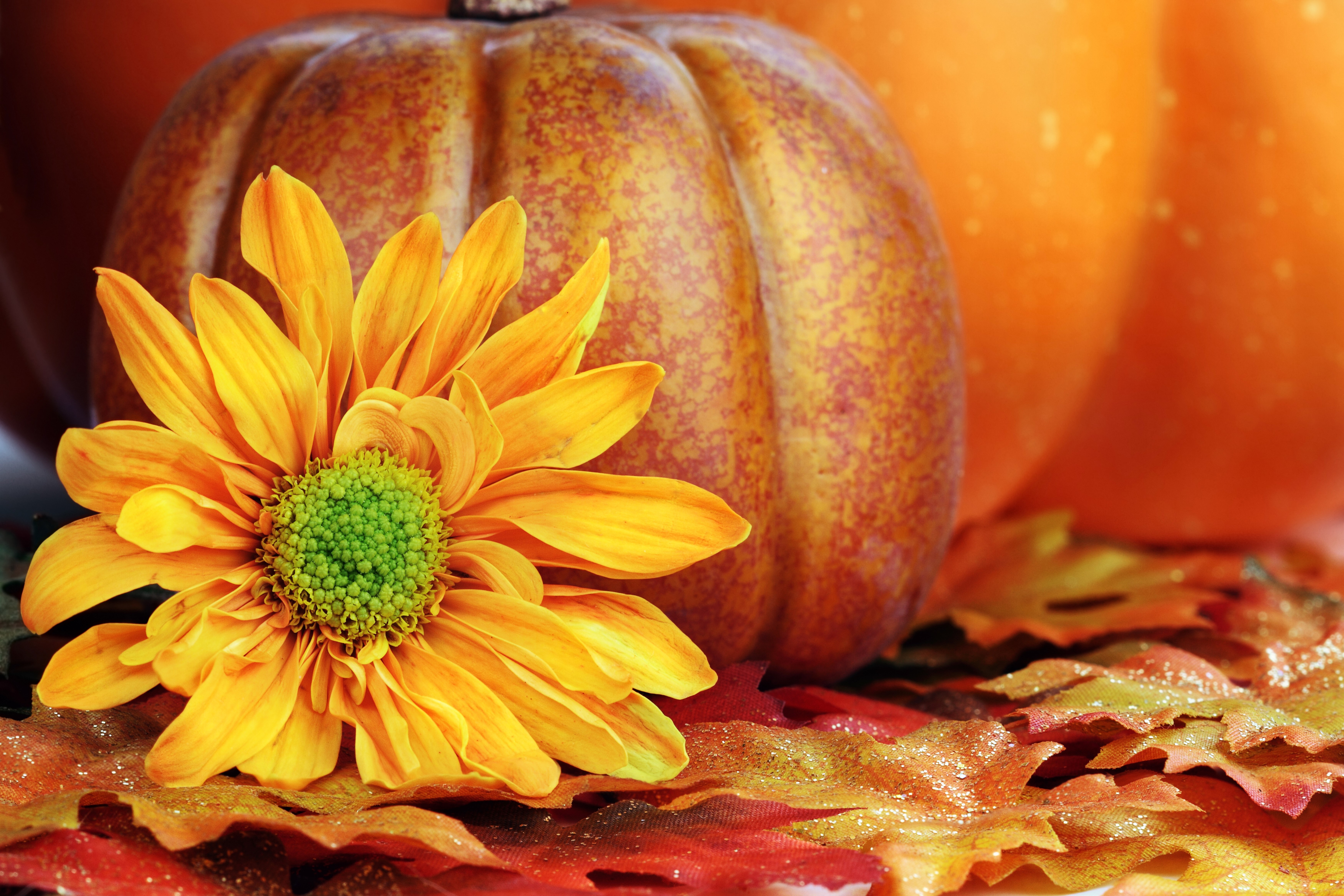 Autumn pumpkin with yellow flower and leaves HD Wallpaper