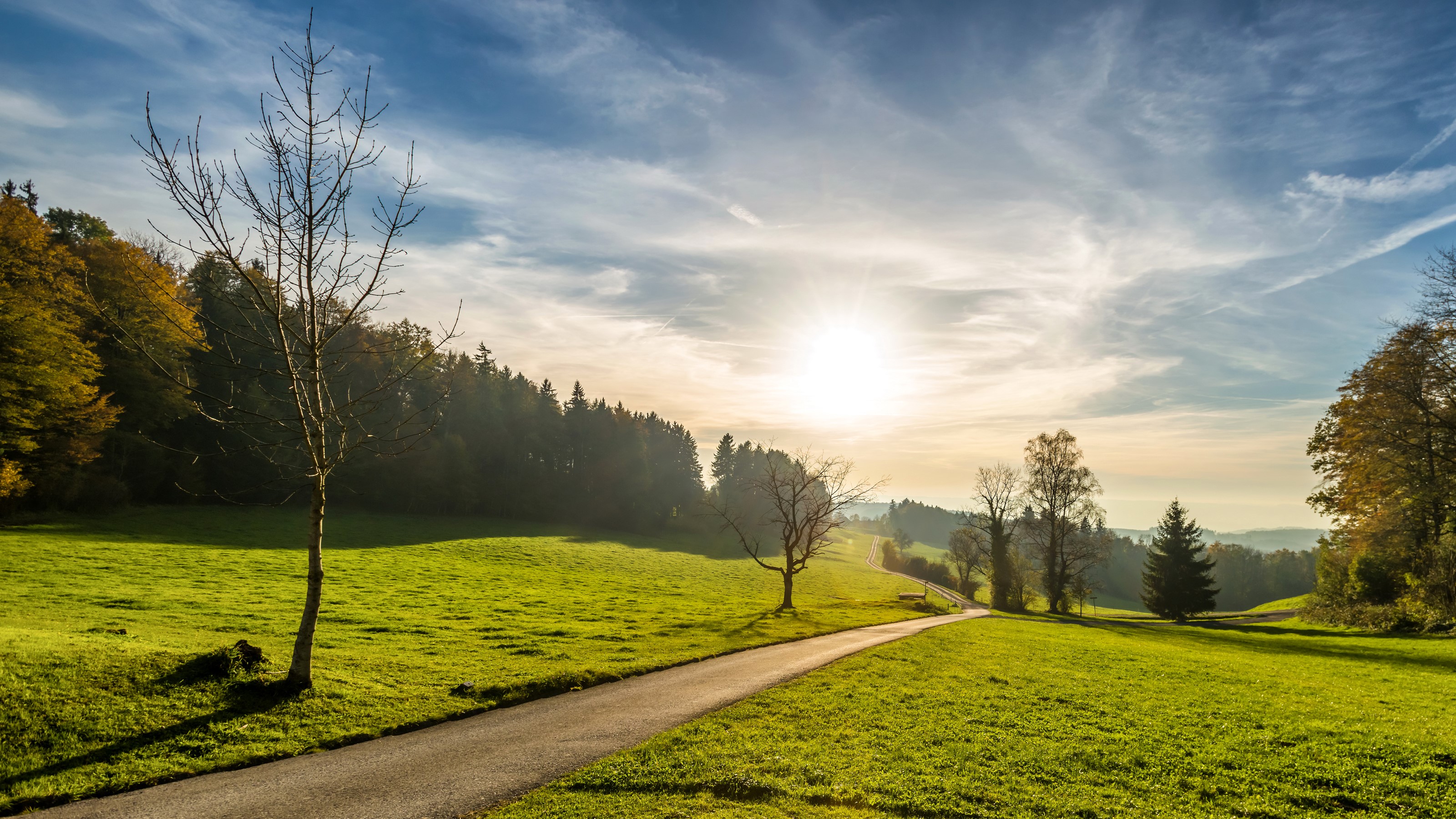 Road through a sunlit meadow with trees HD Wallpaper
