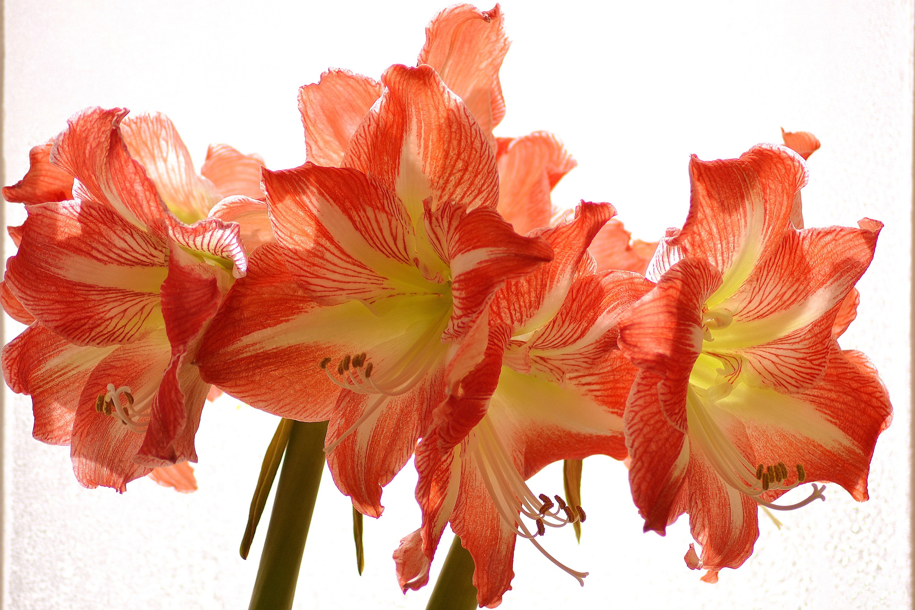 Close-up of orange and white Amaryllis flowers HD Wallpaper