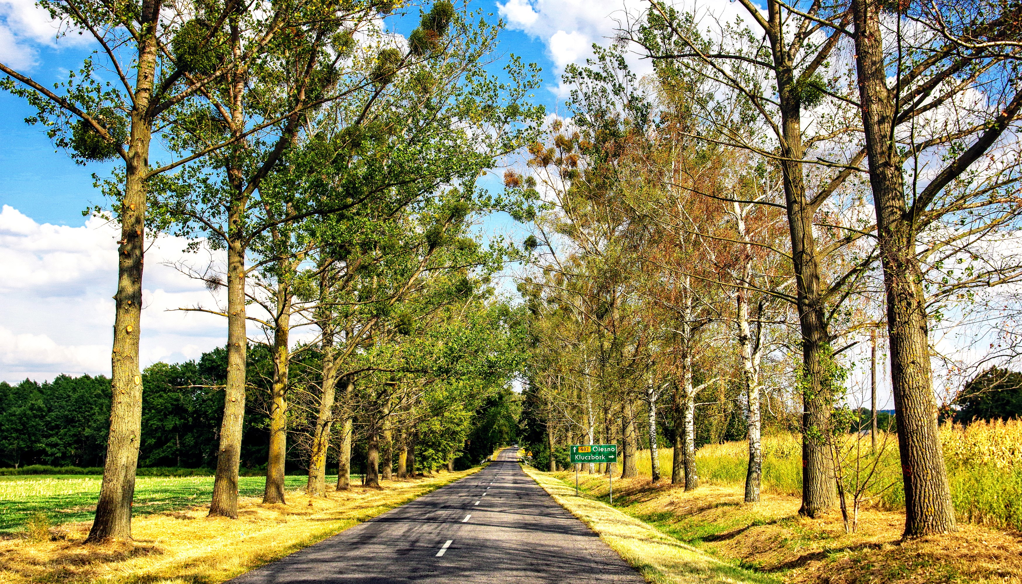 Road lined with trees in autumn HD Wallpaper