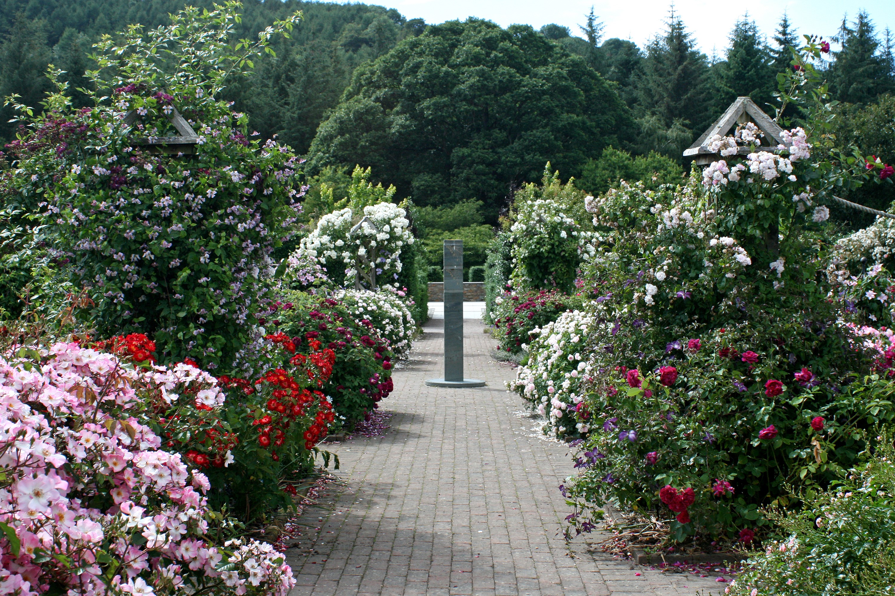 Rosemoor Rose Garden England Gardens Roses Shrubs HD Wallpaper