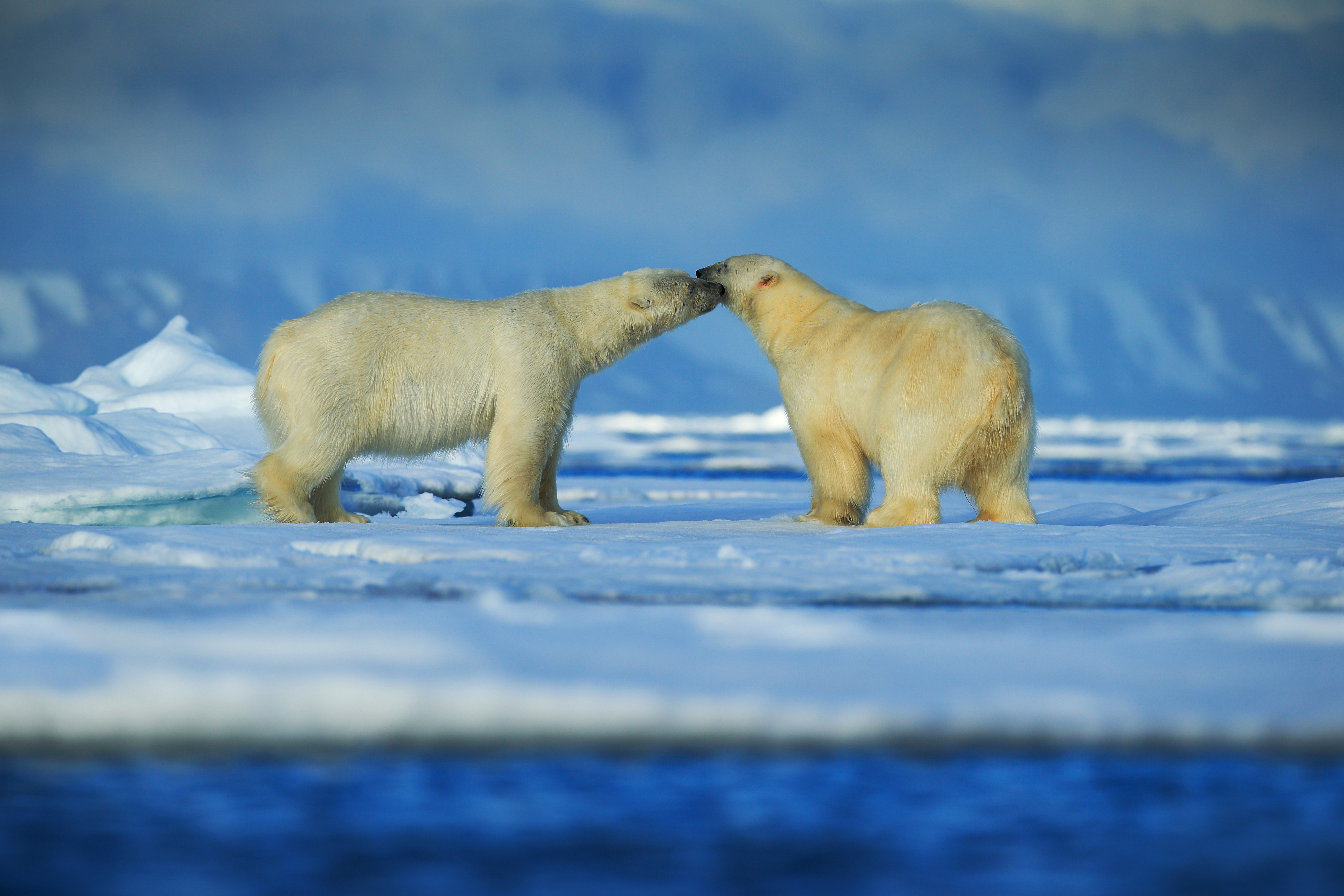 5K 6K Polar bears Two Snow HD Wallpaper