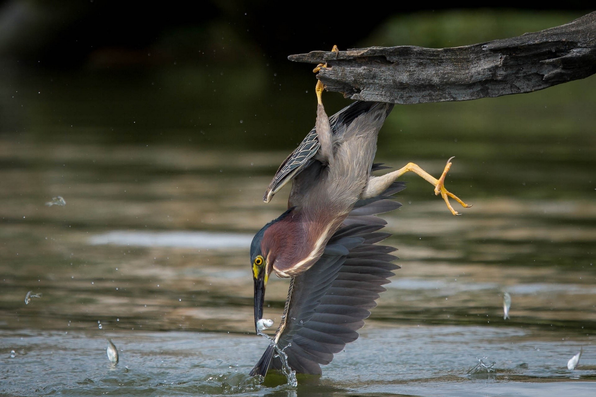 Green Heron catches fish from a branch HD Wallpaper
