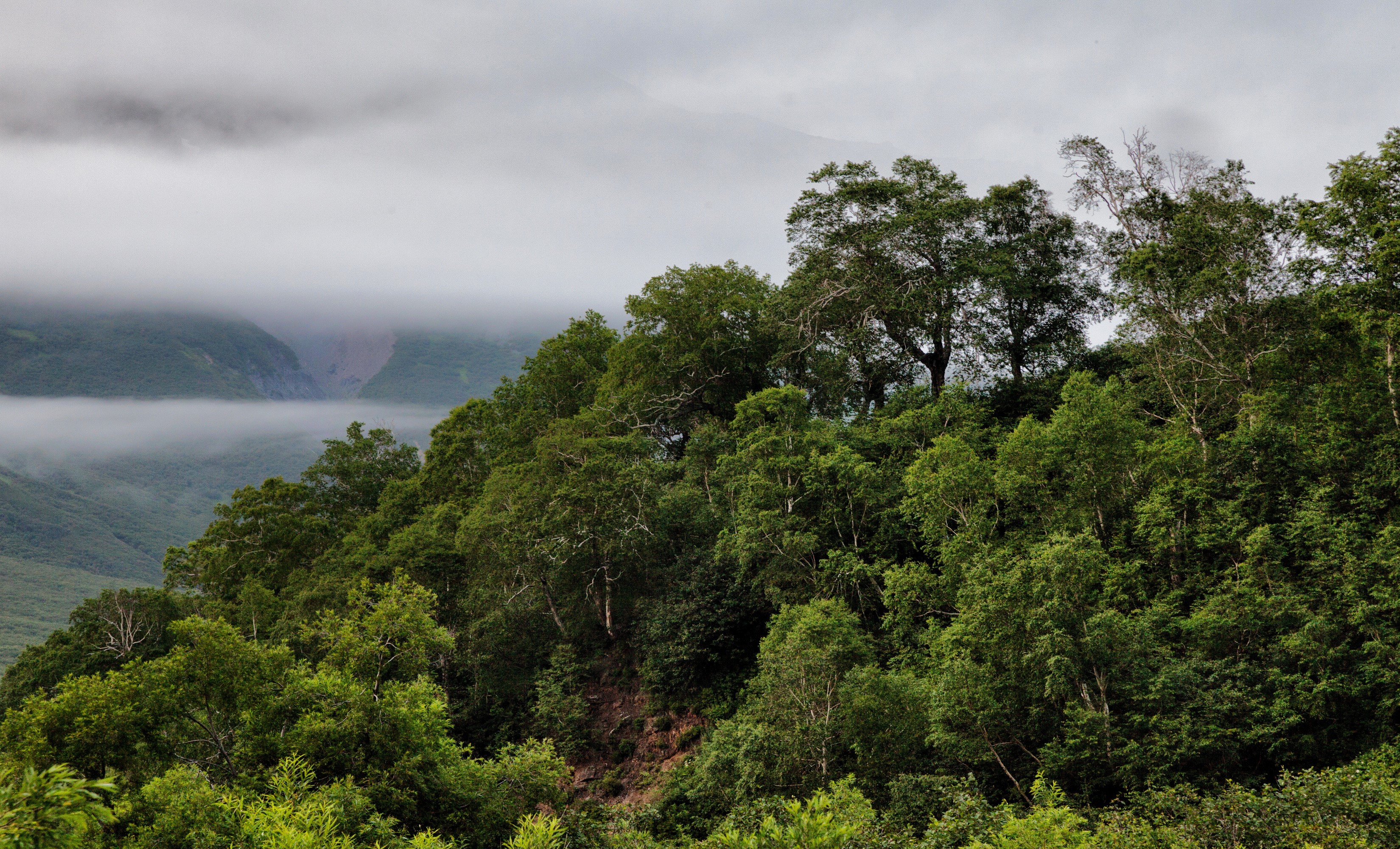 Russia Kamchatka Peninsula Trees HD Wallpaper