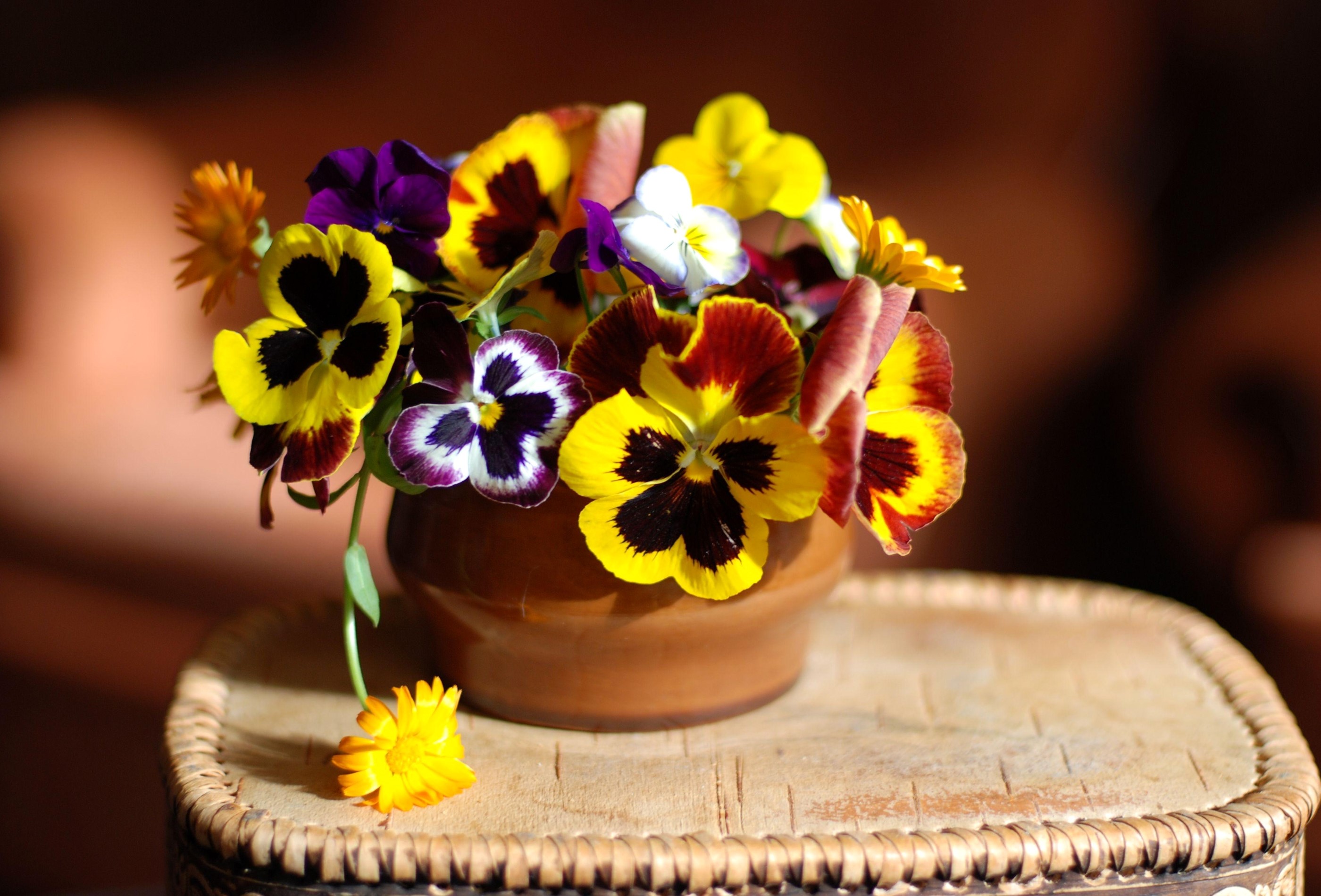 Pansies in a brown pot on a wooden surface HD Wallpaper