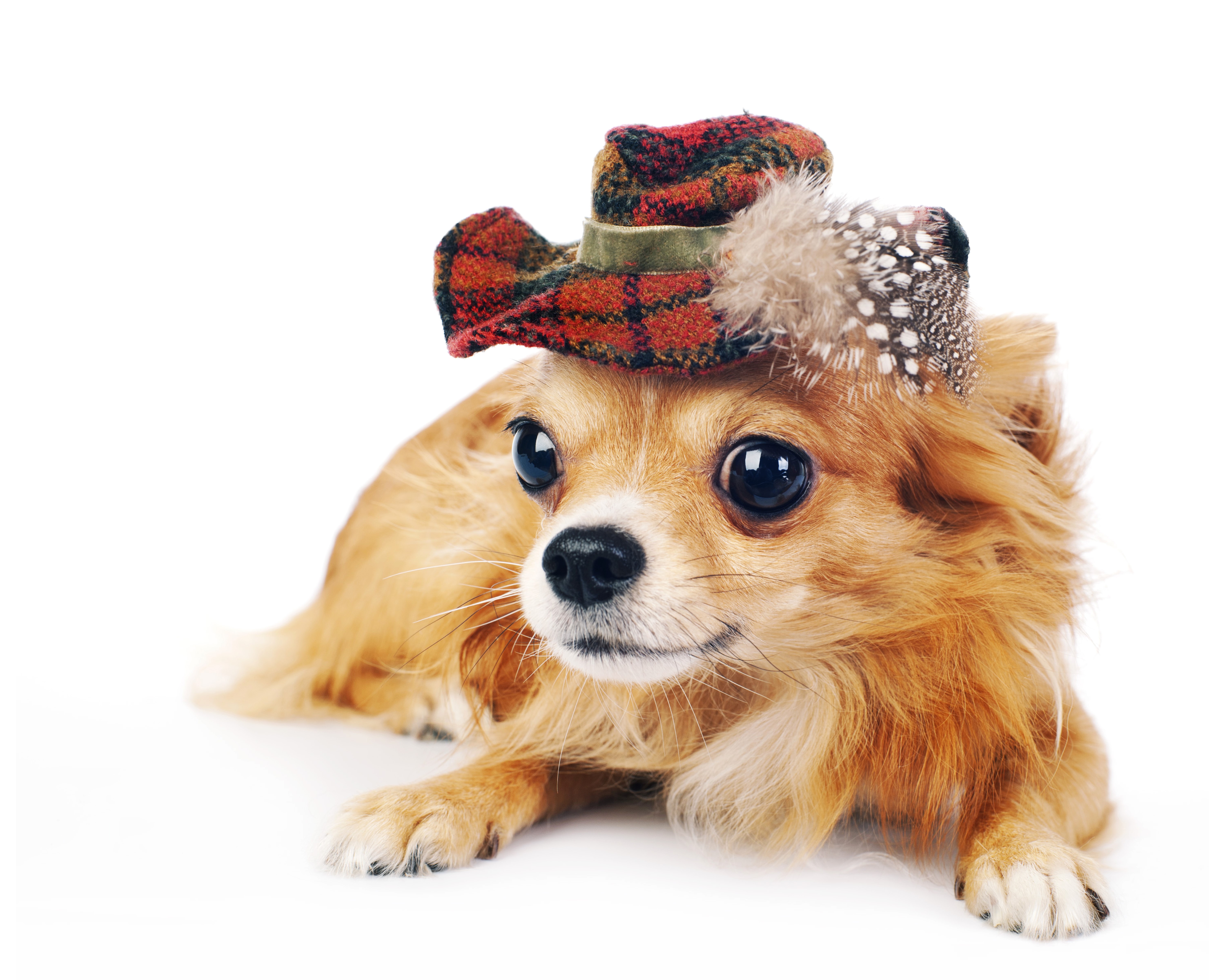5K 6K Dogs Chihuahua Hat Glance HD Wallpaper