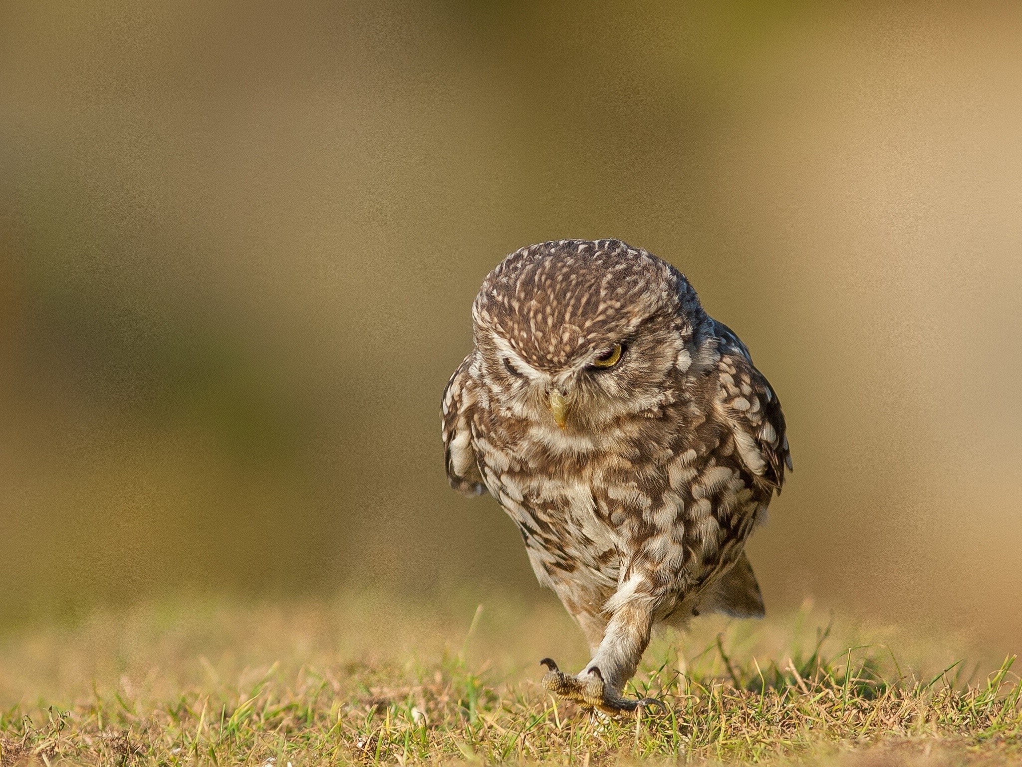Athene noctua Birds Owls HD Wallpaper