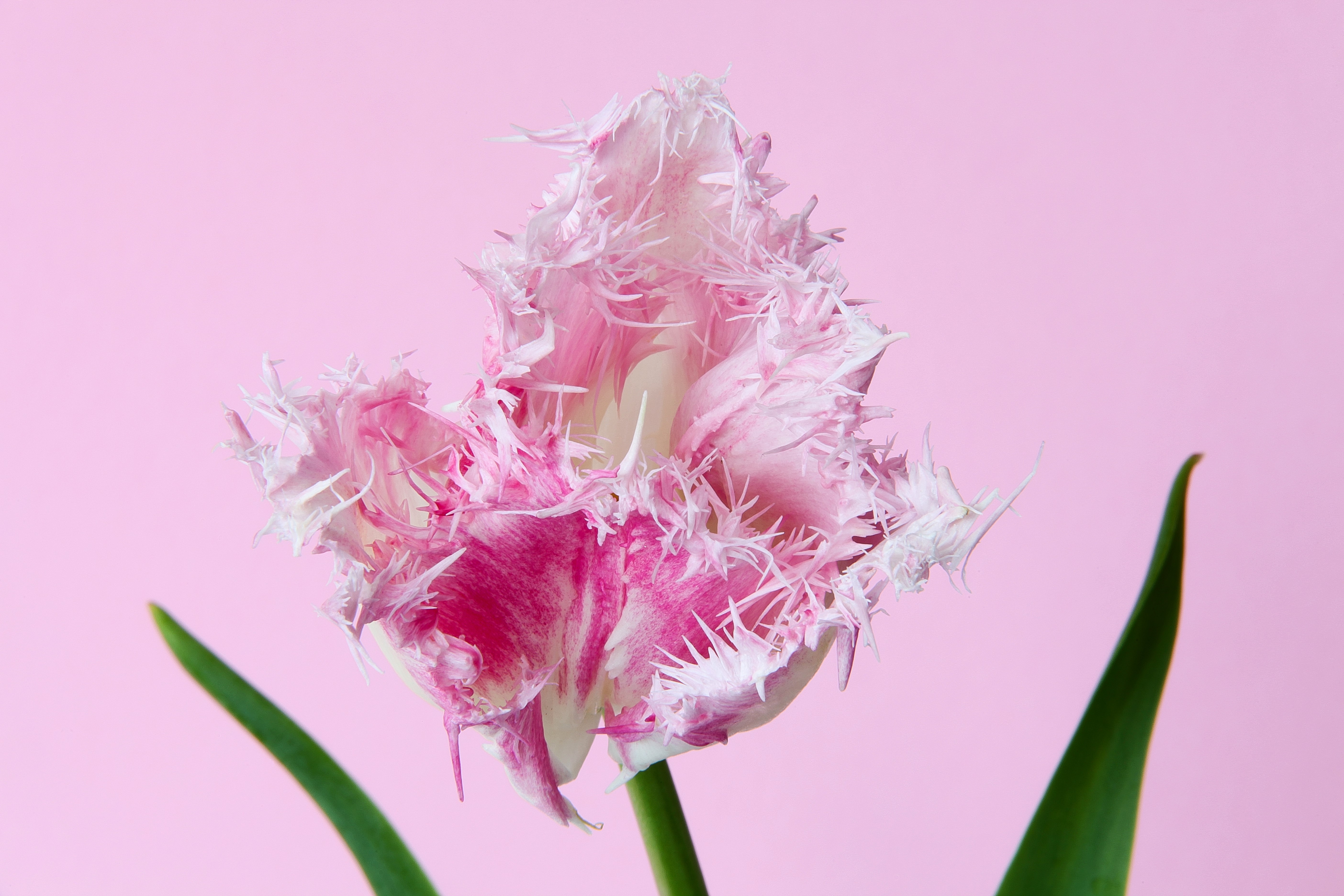 Fringed Pink Tulip Closeup HD Wallpaper