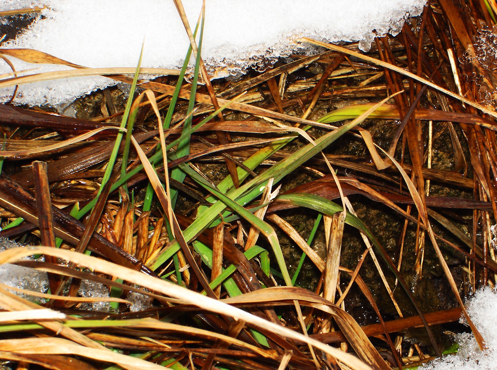 Grass and snow melting HD Wallpaper