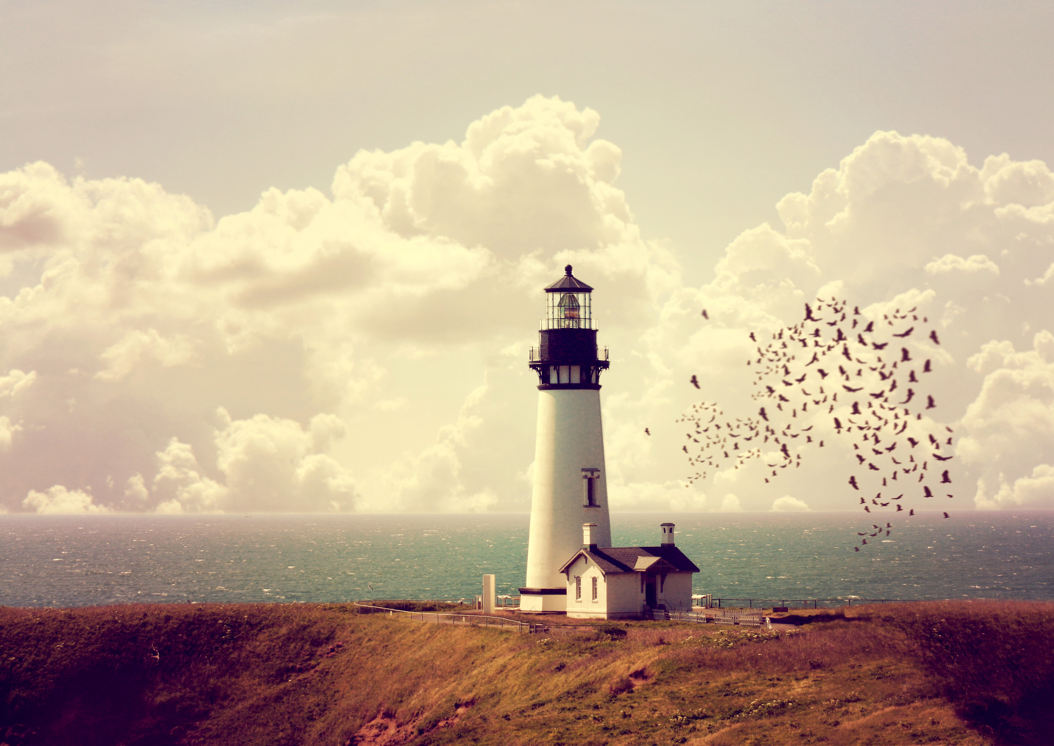 Lighthouse on a grassy coast with birds and clouds HD Wallpaper