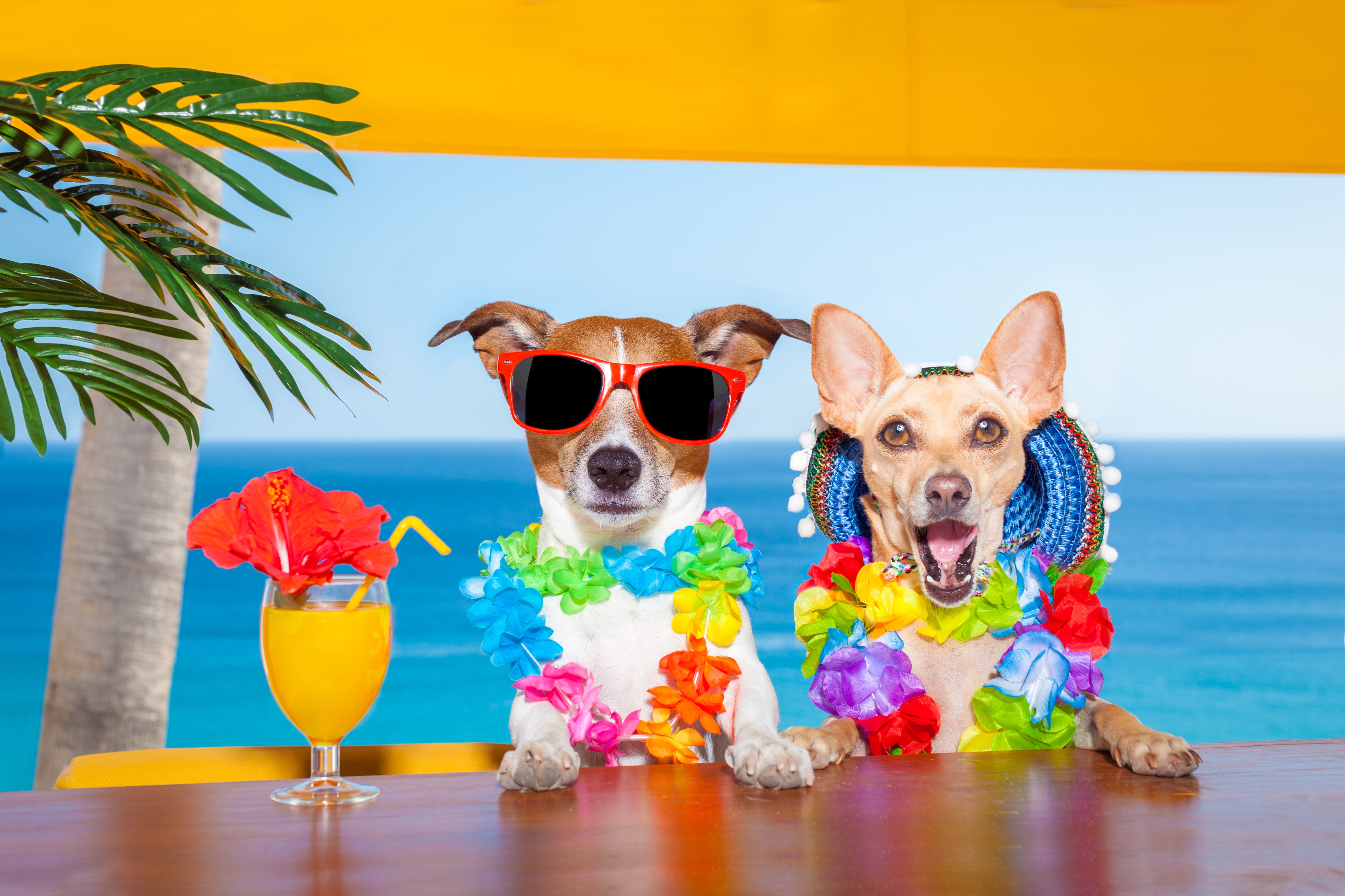 Two dogs in leis and sunglasses at a beach bar HD Wallpaper