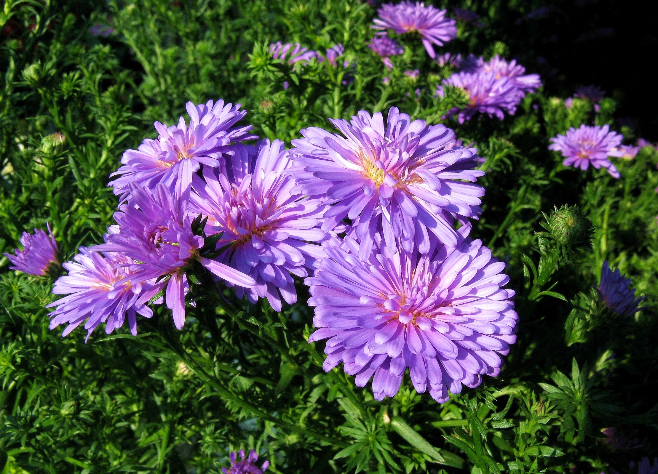 Purple Asters in Bloom HD Wallpaper