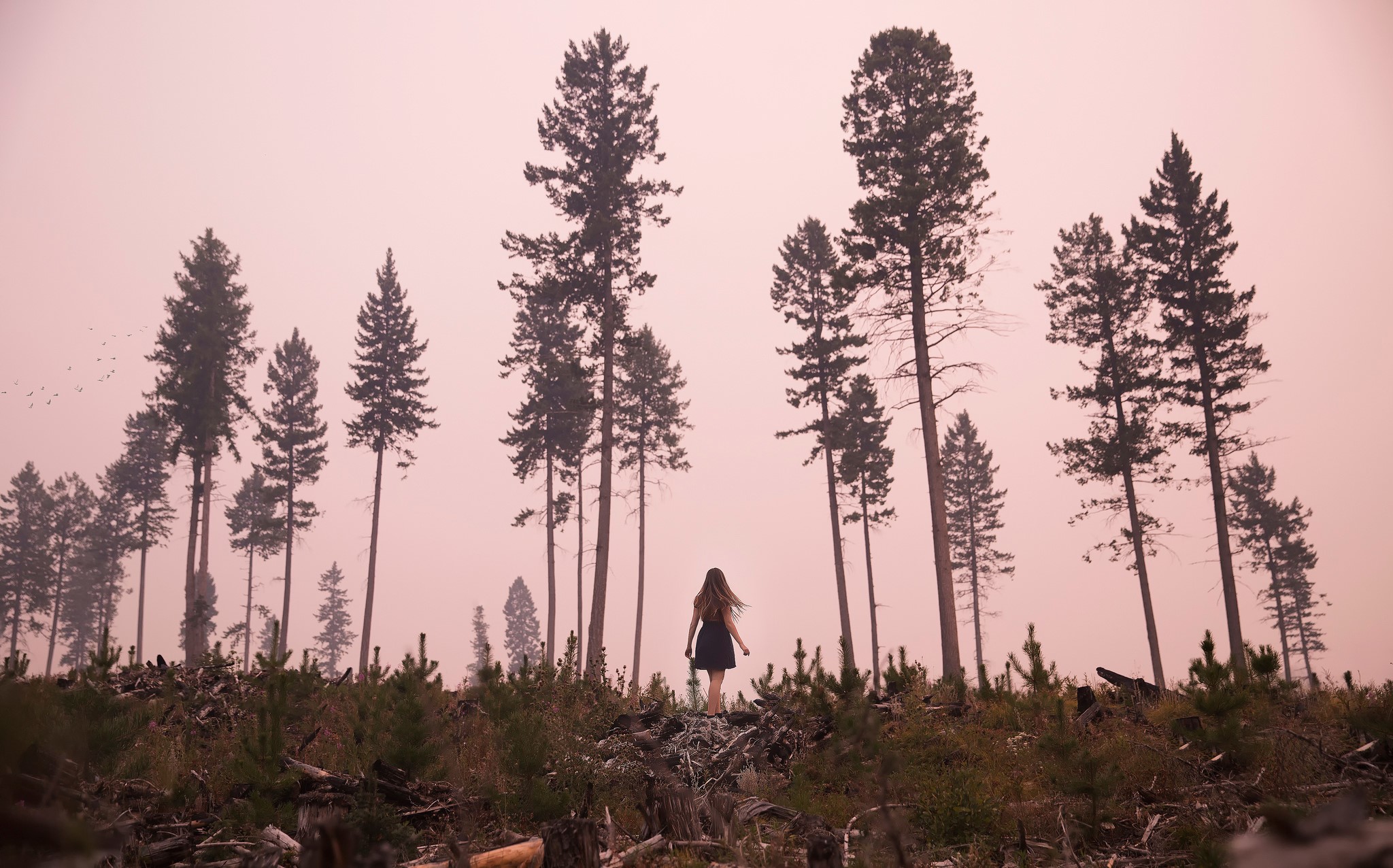 Girl in a dress in a forest with tall trees HD Wallpaper