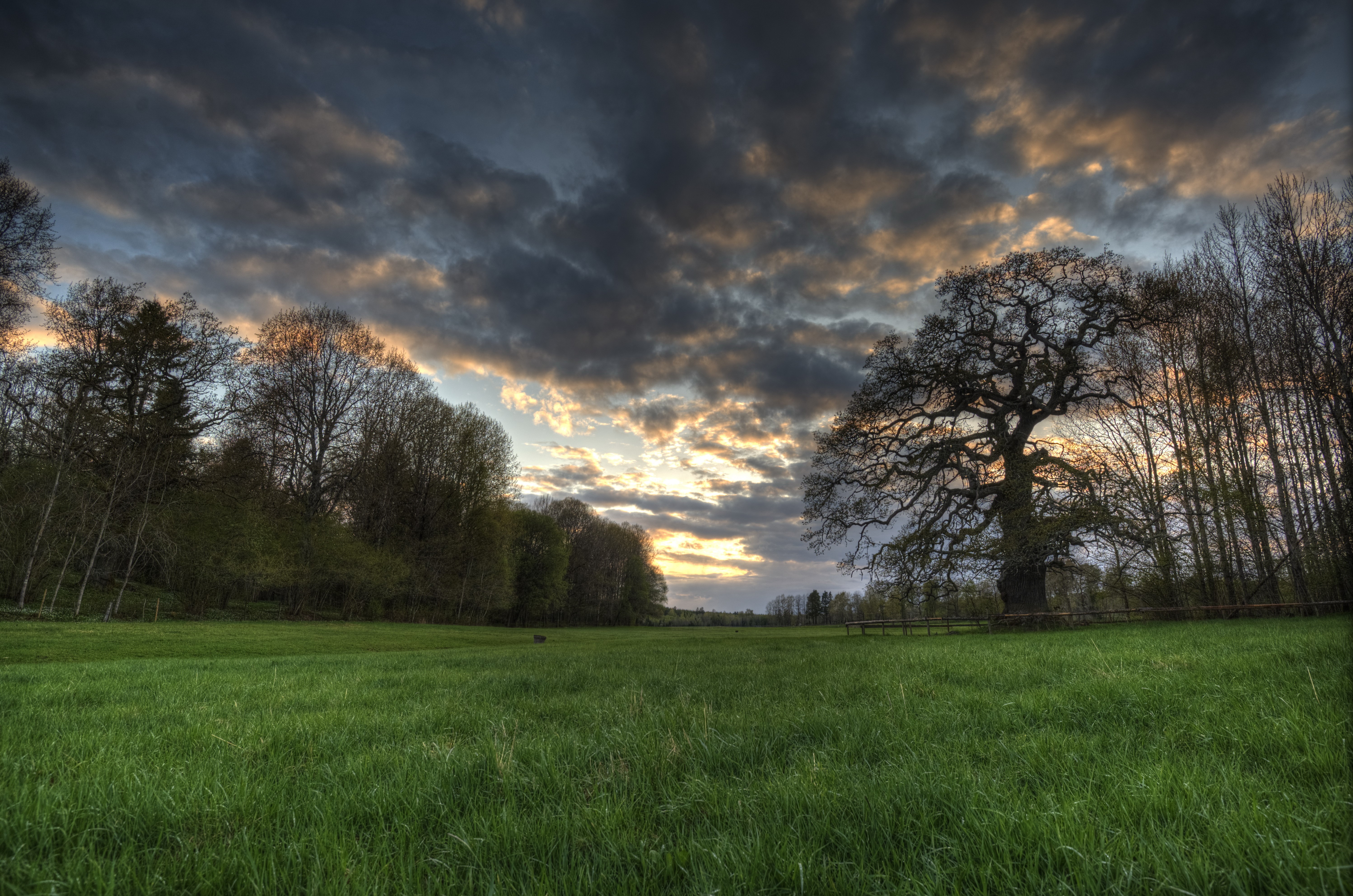 Field with Trees and Dramatic Sky HD Wallpaper