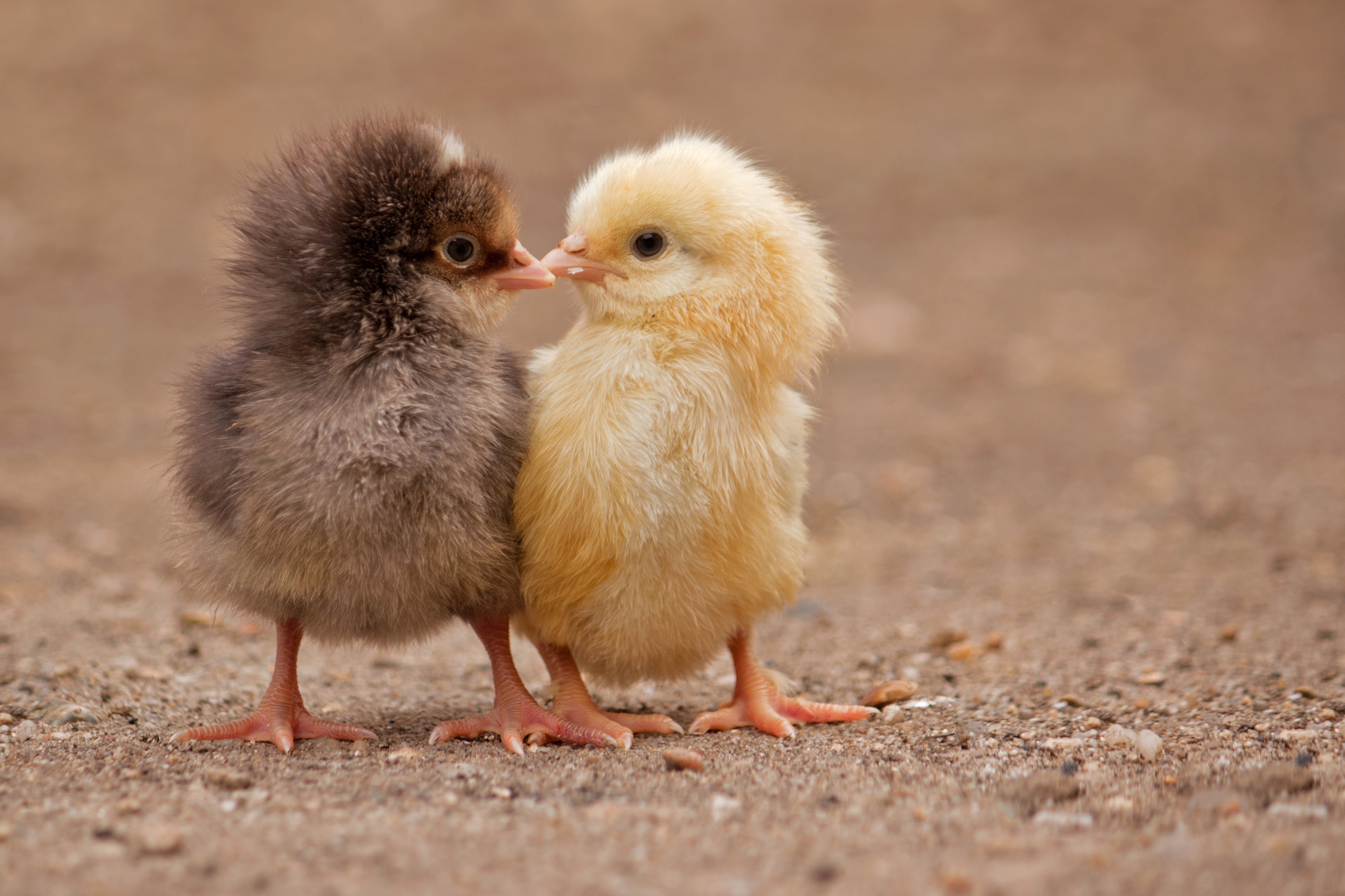 Two fluffy chicks, one brown and one yellow HD Wallpaper