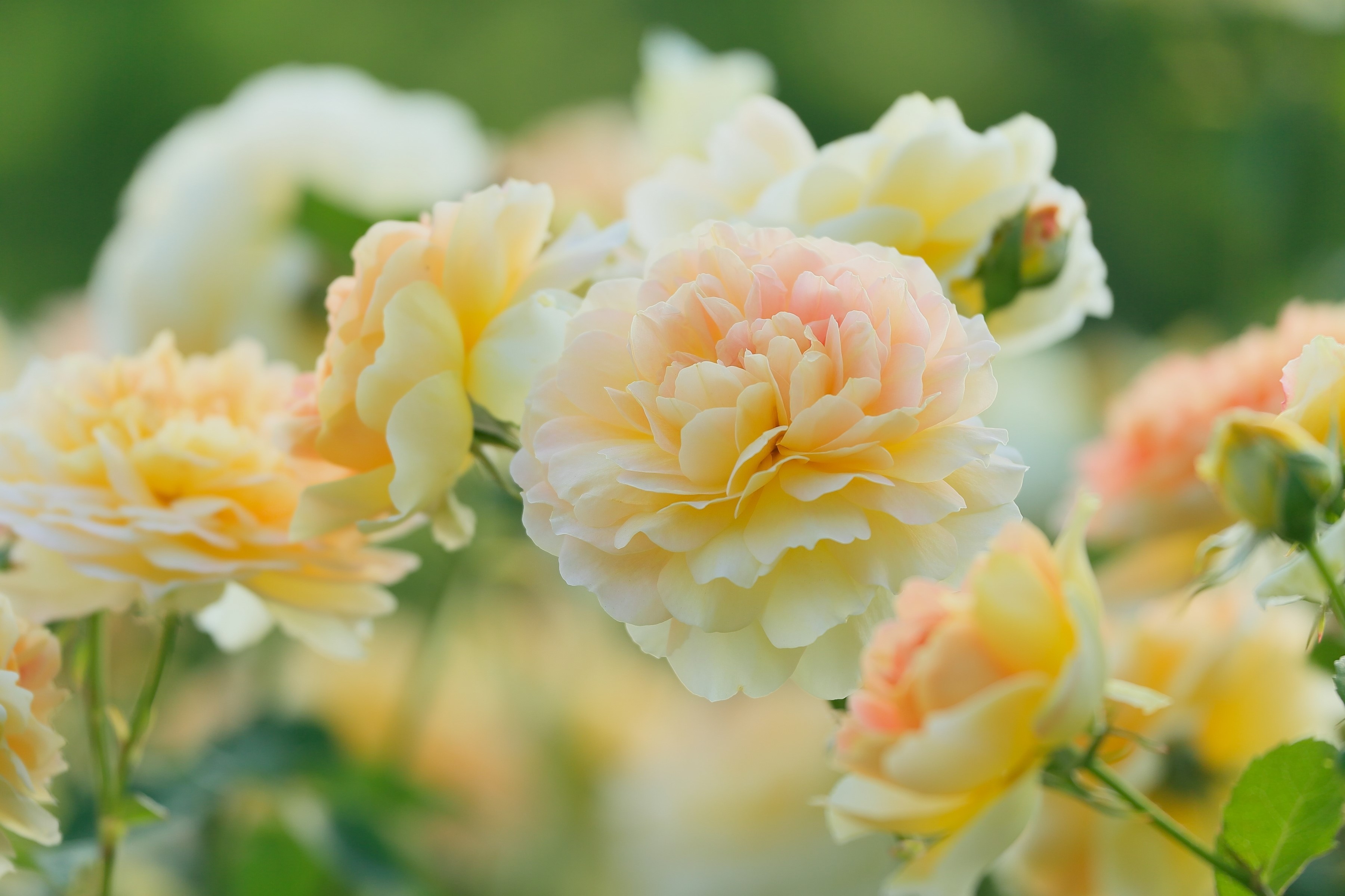 Close-up of peach and yellow roses HD Wallpaper