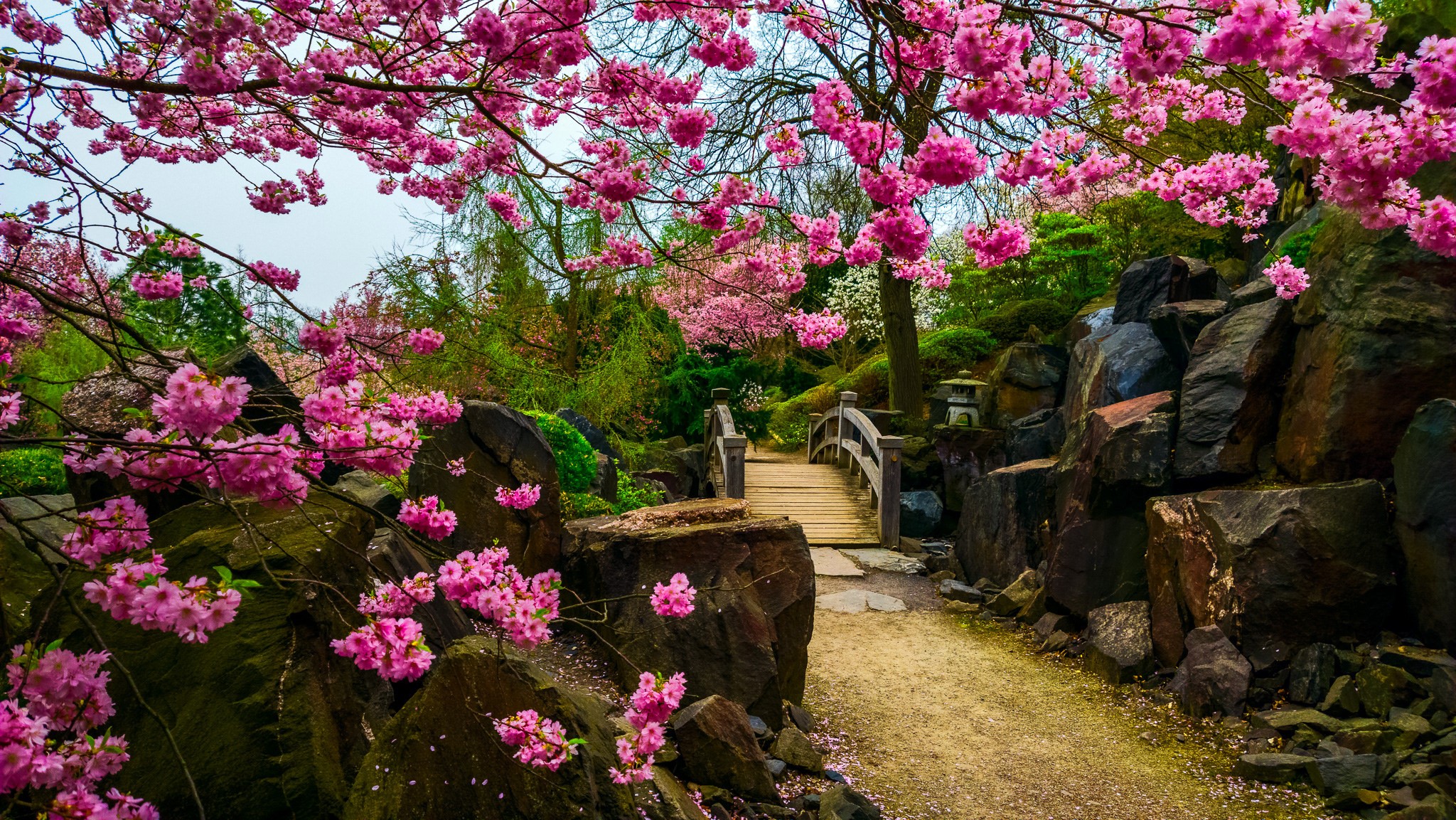 Japanese garden with cherry blossoms and a wooden bridge HD Wallpaper