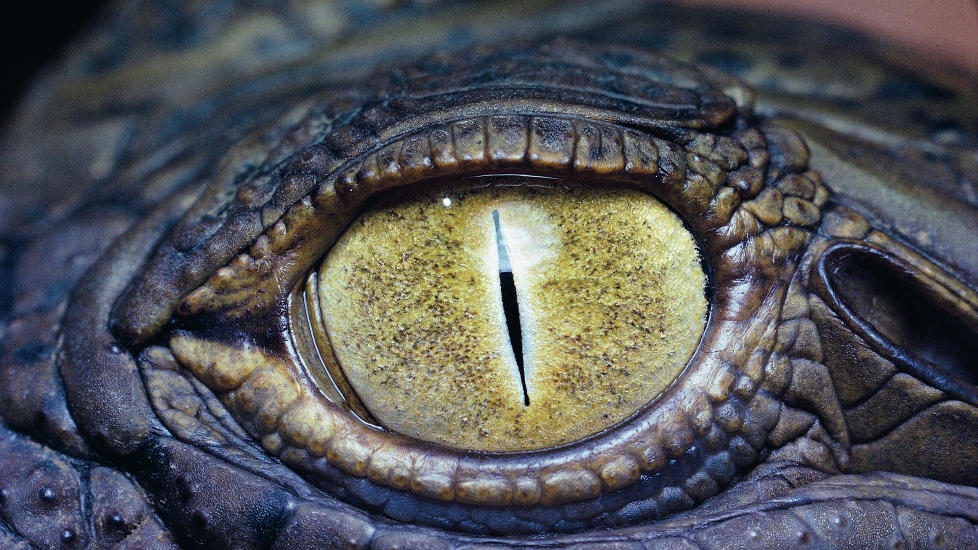 Close-up of a Crocodile's Eye HD Wallpaper