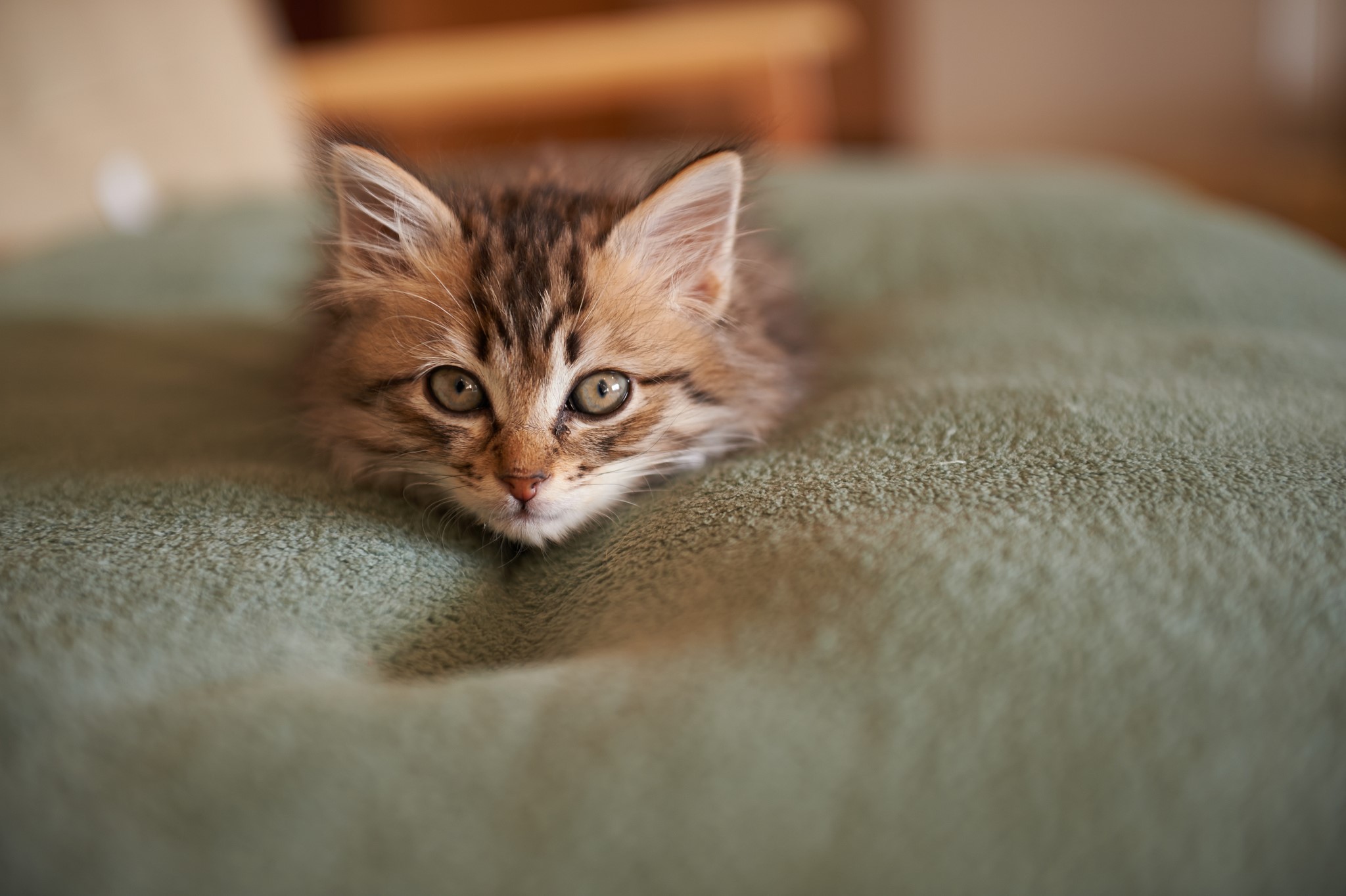 A tabby kitten peeking over a green surface HD Wallpaper