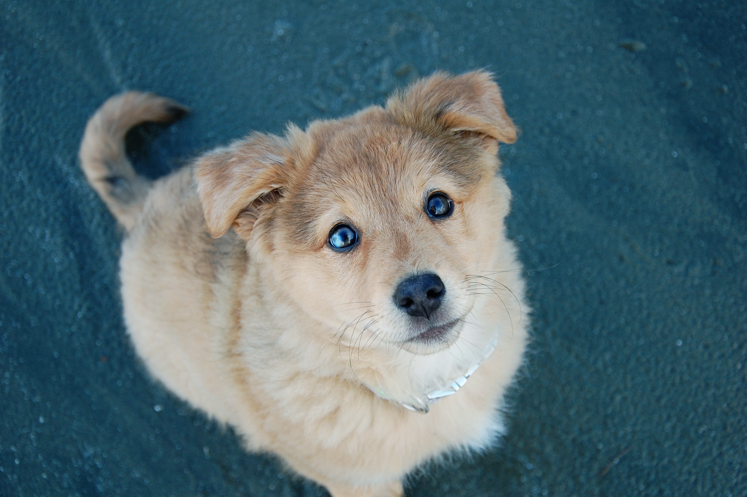 Puppy with blue eyes looking up HD Wallpaper