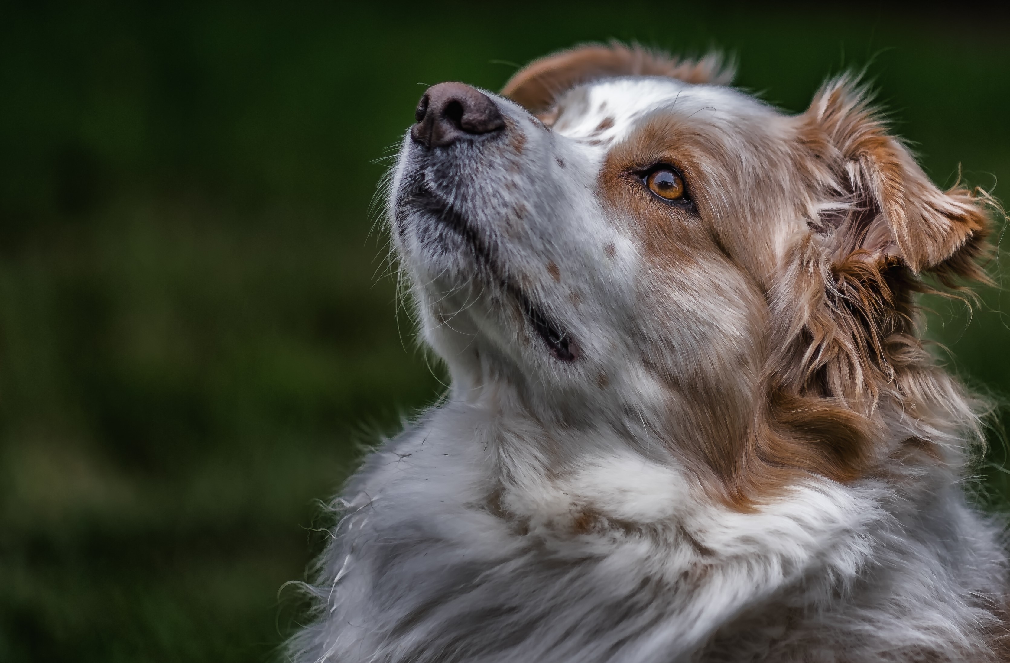 Australian Shepherd dog looking up HD Wallpaper