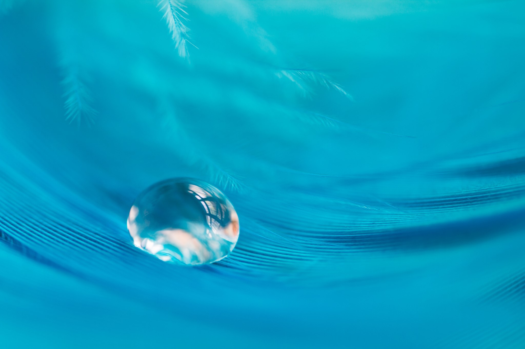 Water drop on a blue feather HD Wallpaper