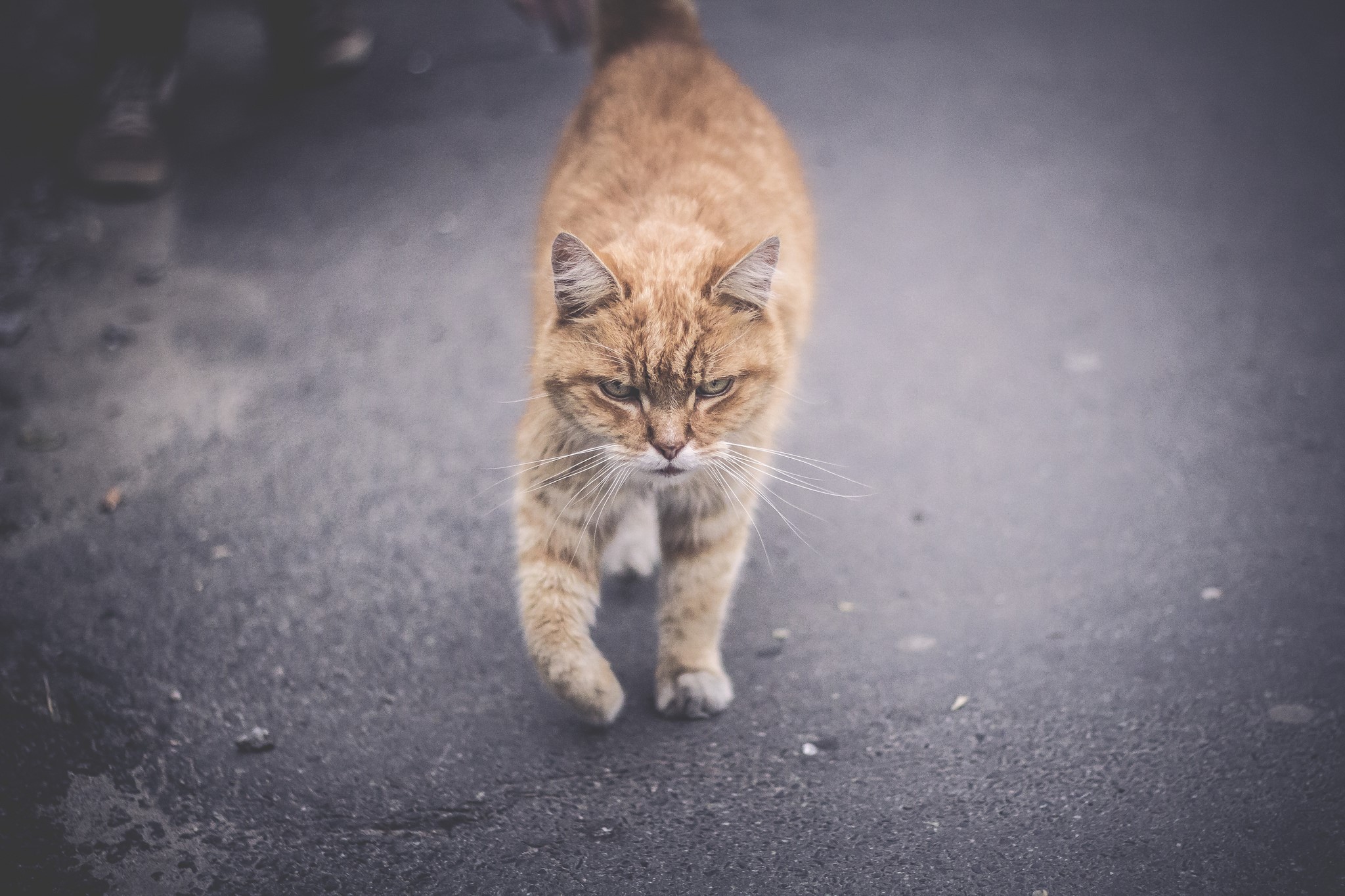 Orange tabby cat walking on asphalt HD Wallpaper