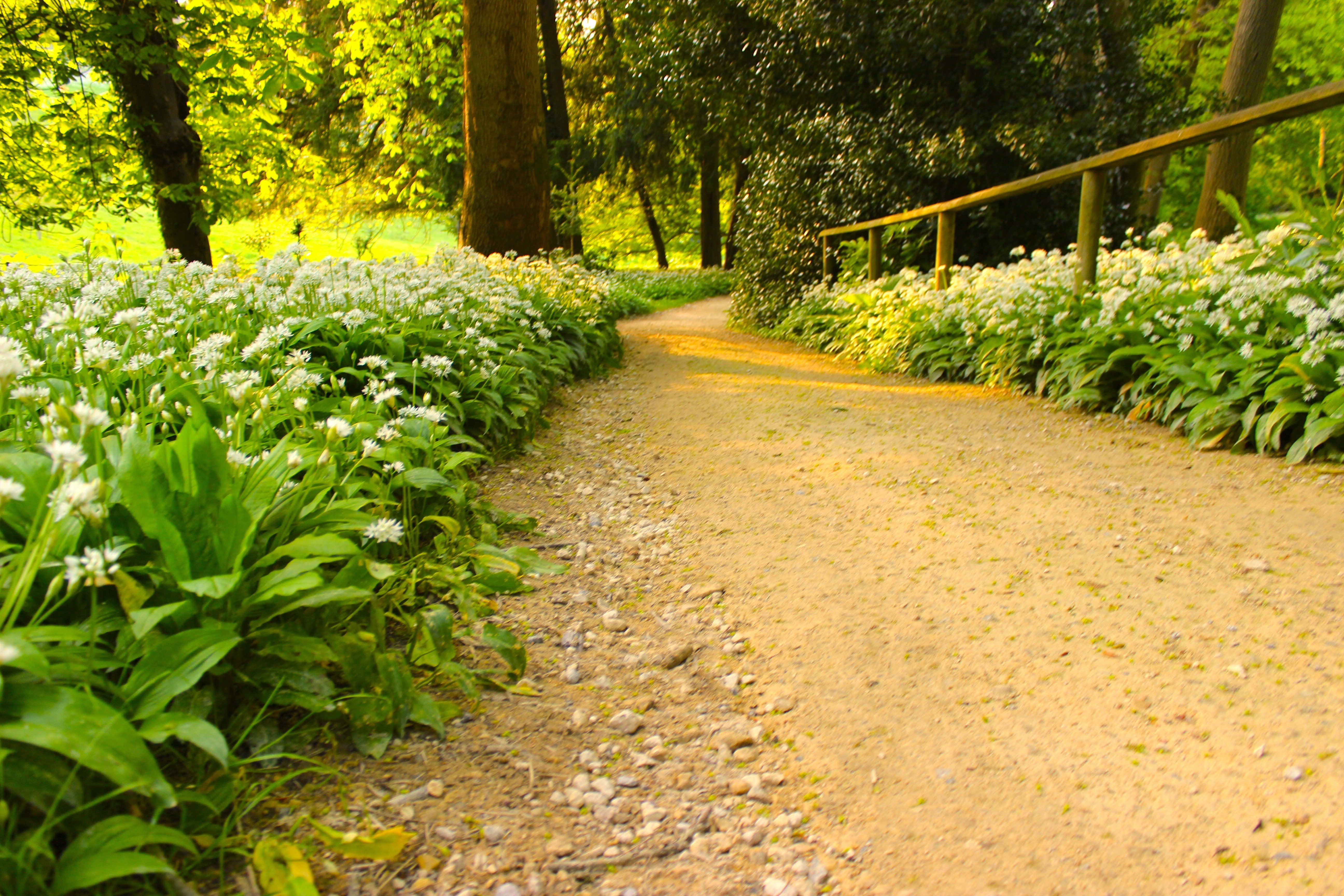 Path through a park with white flowers and trees HD Wallpaper