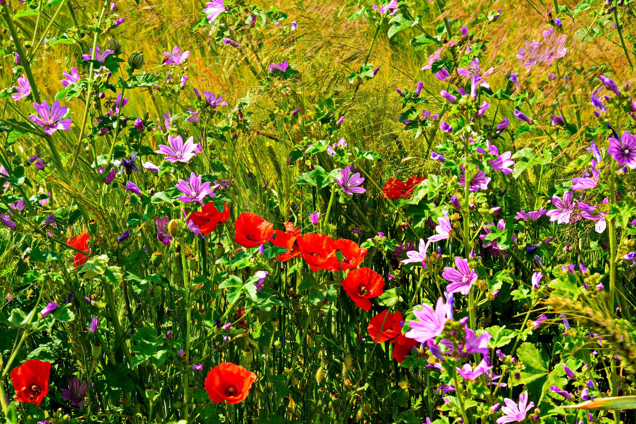 Field of red poppies and purple wildflowers HD Wallpaper